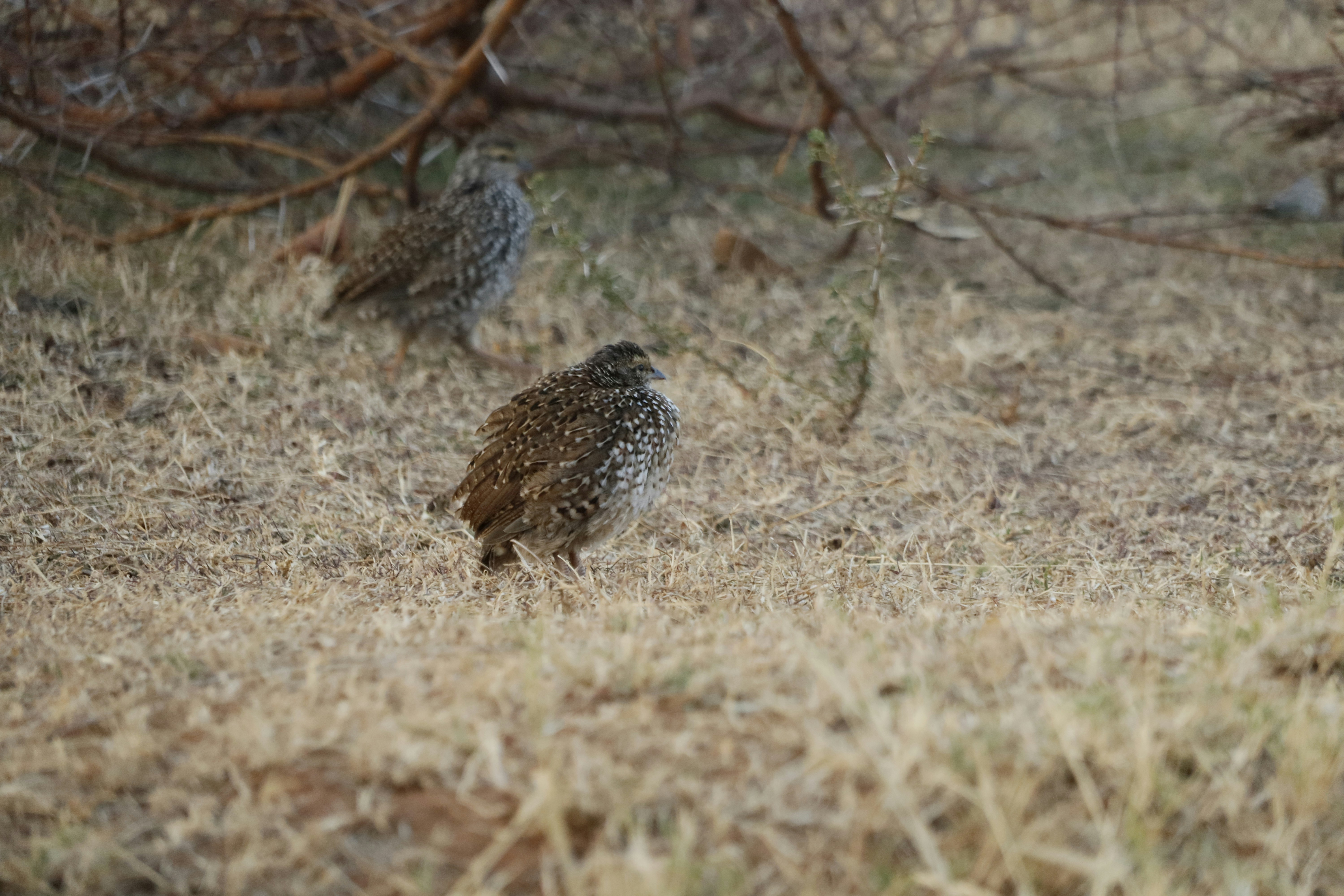 Quail