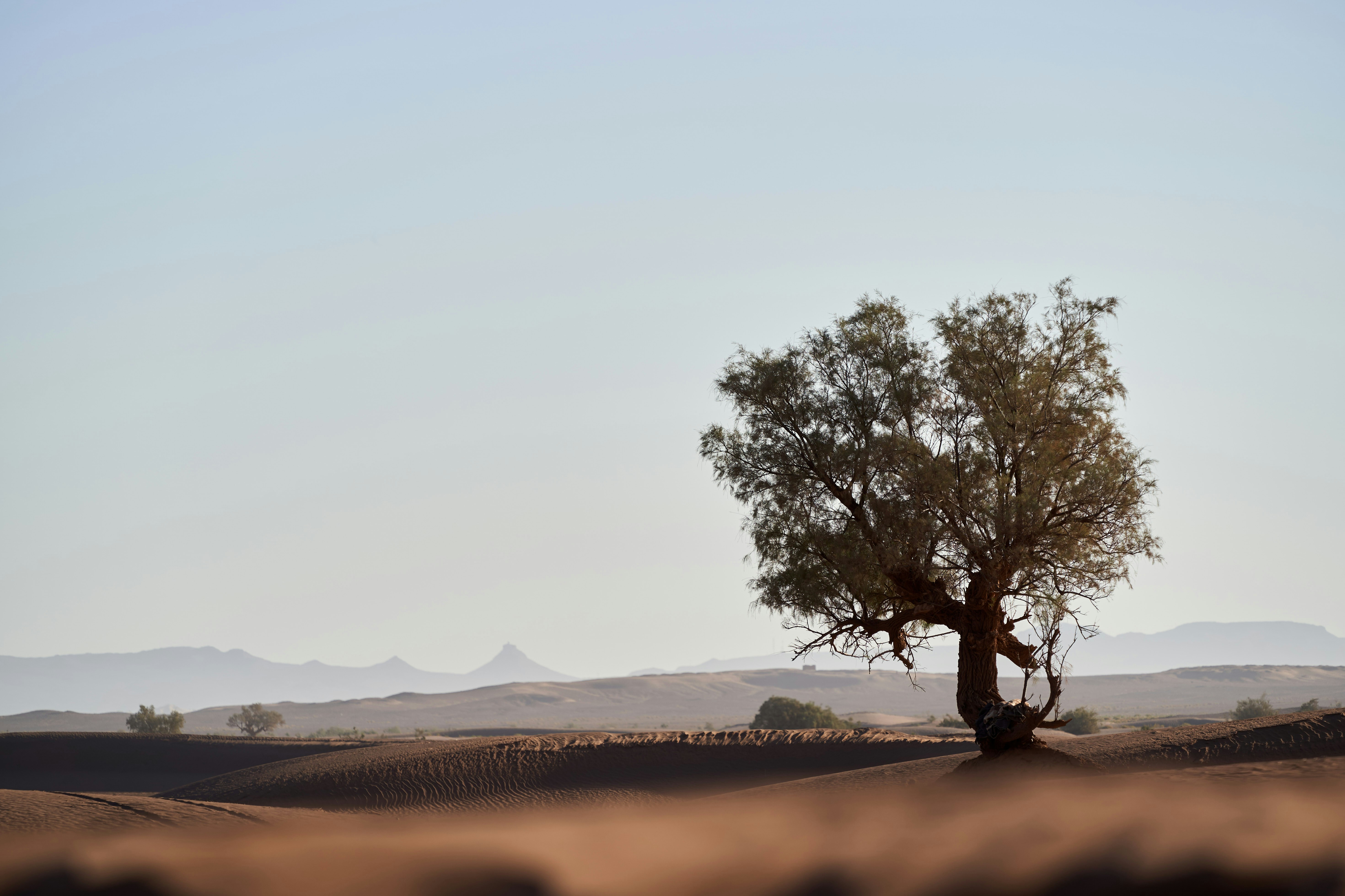 Photo by wolfgang_hasselmann