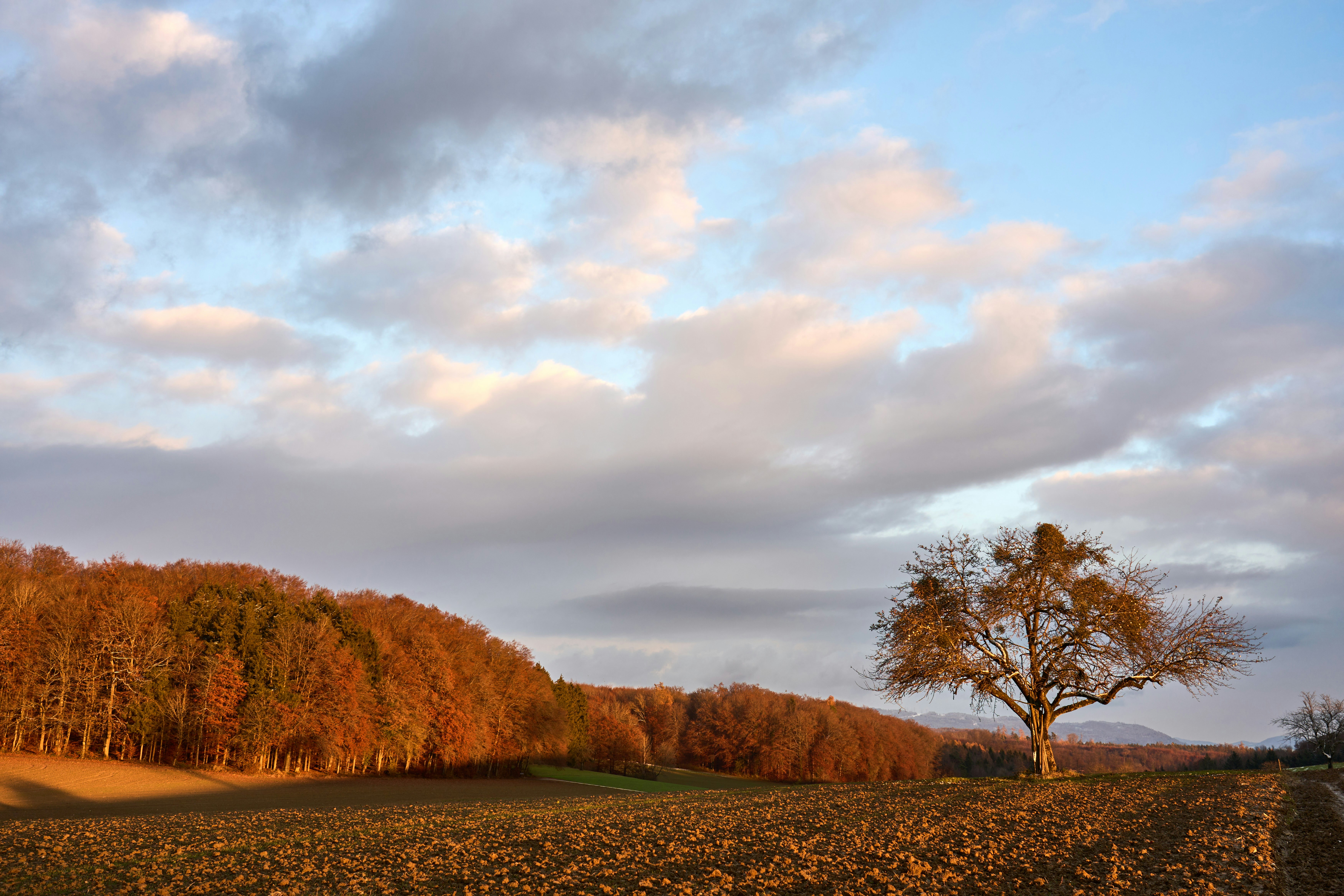 Photo by wolfgang_hasselmann