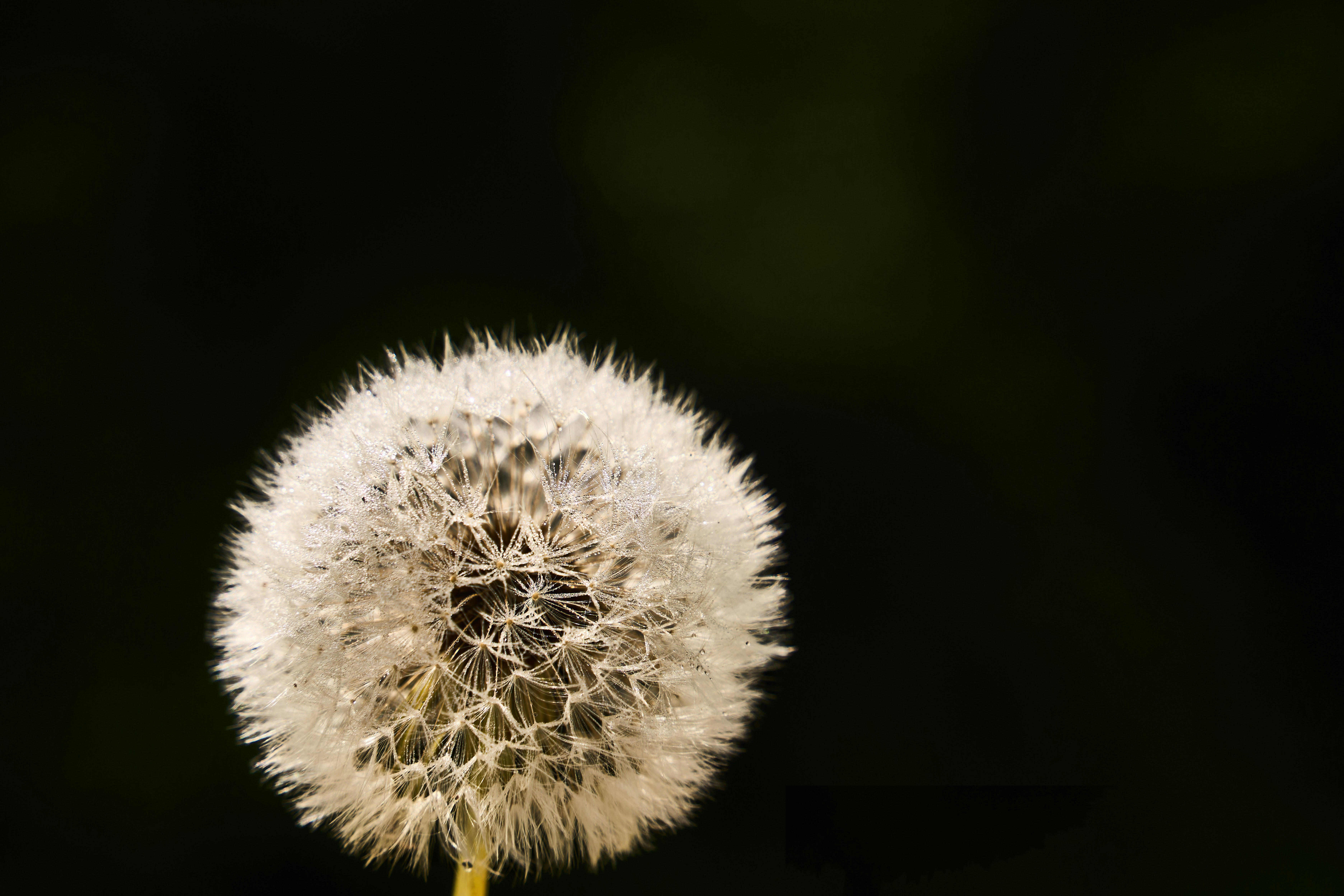 Photo by wolfgang_hasselmann