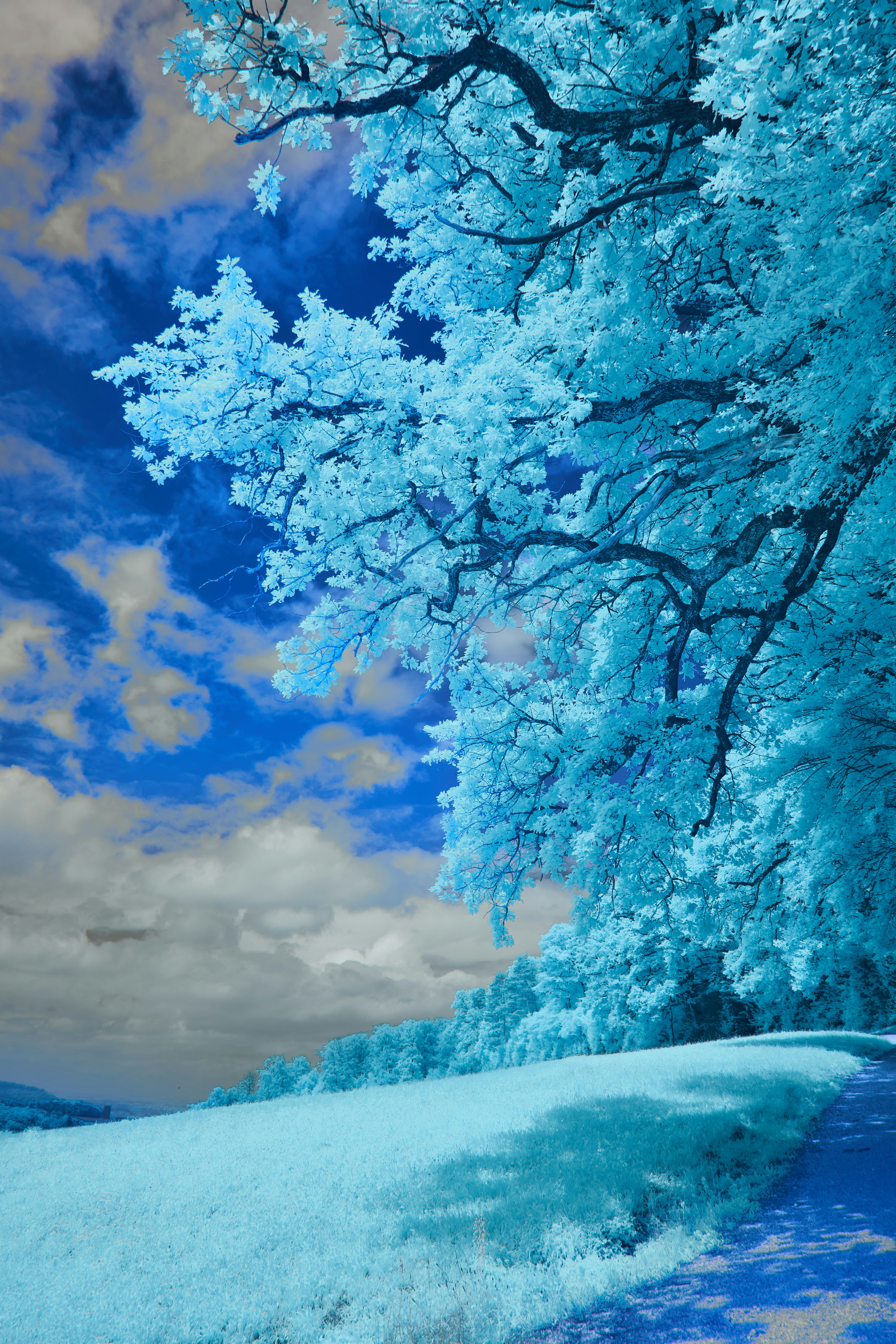 Photo by wolfgang_hasselmann