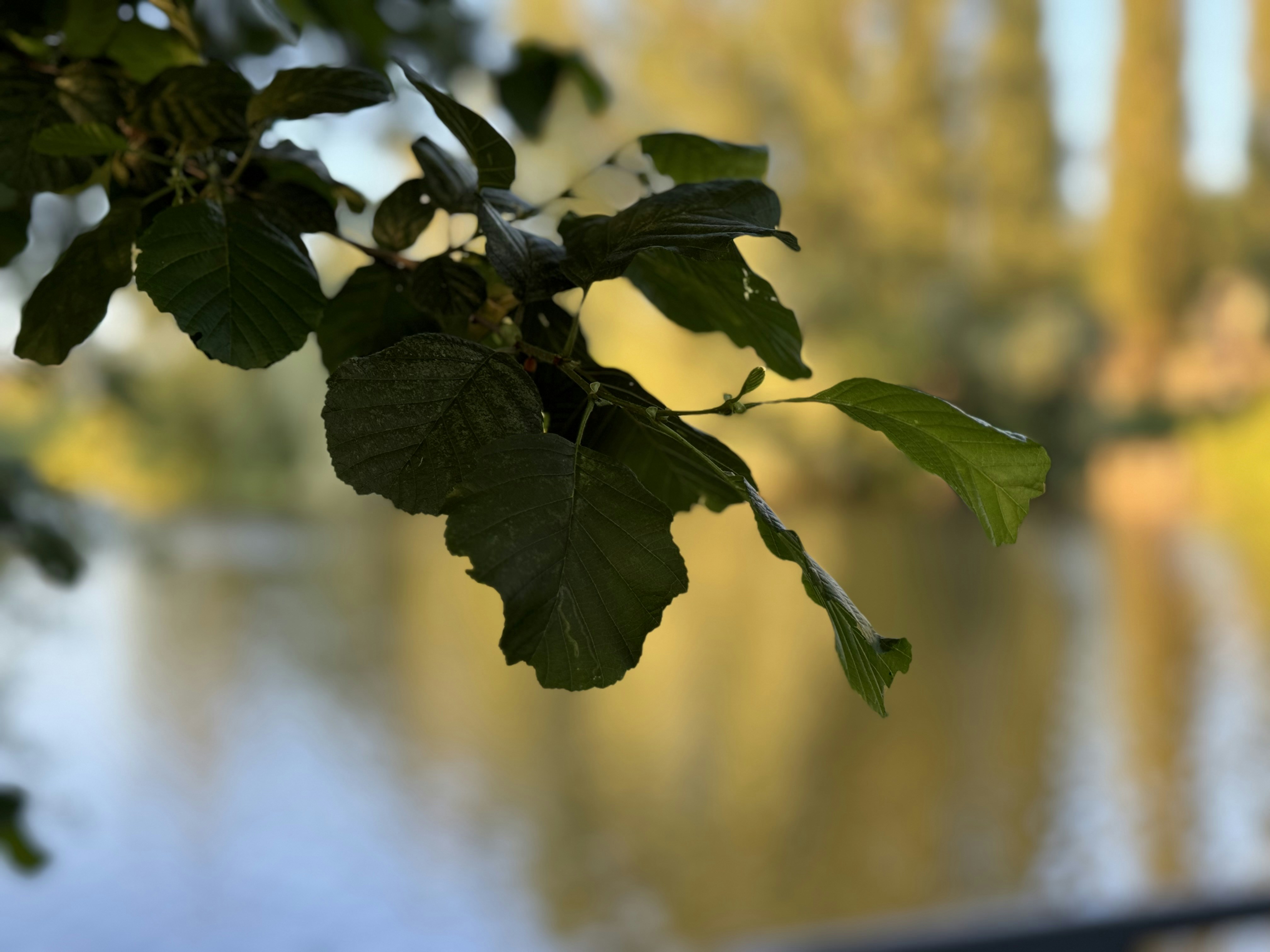 A blurry photo of a river and trees