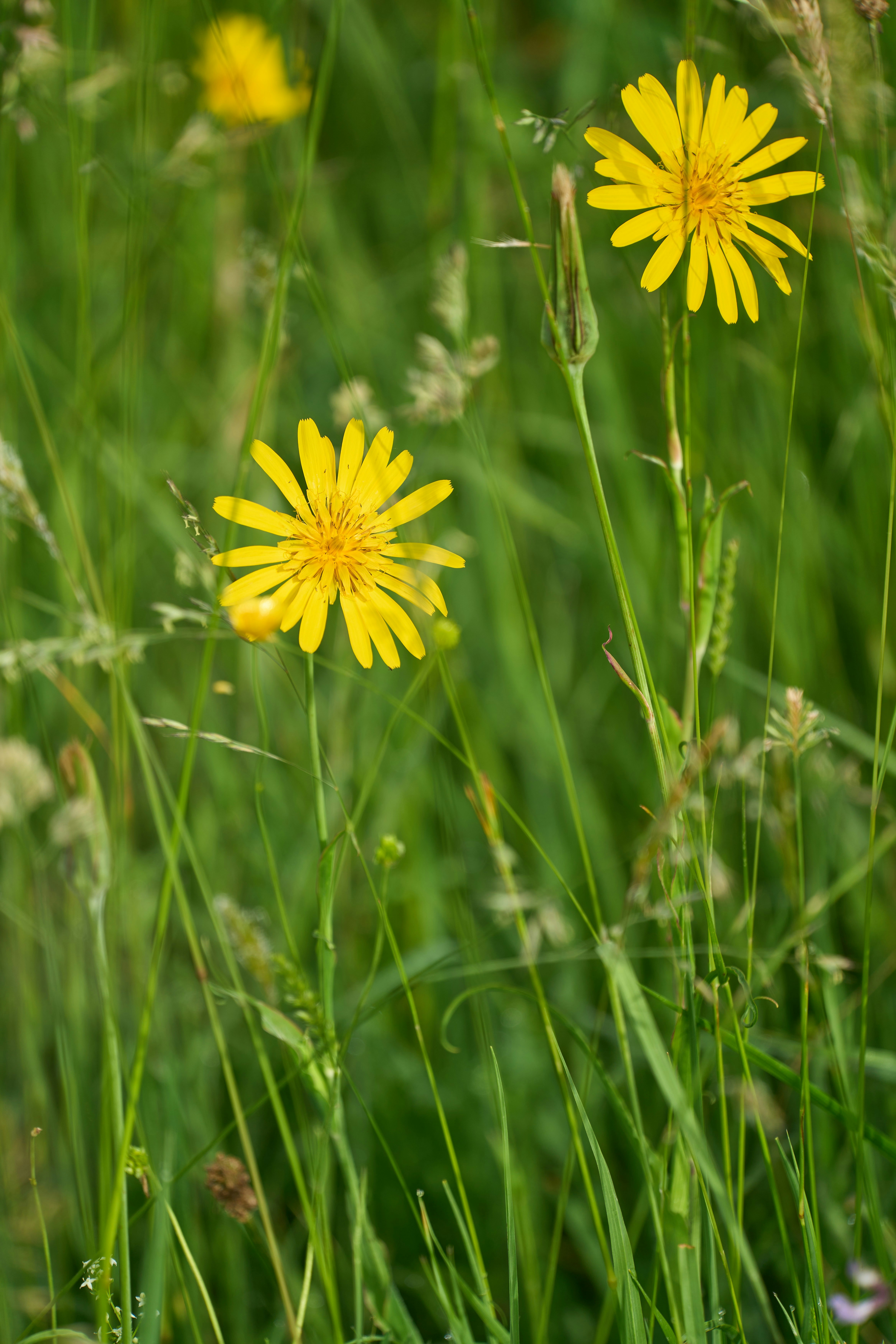 Photo by wolfgang_hasselmann