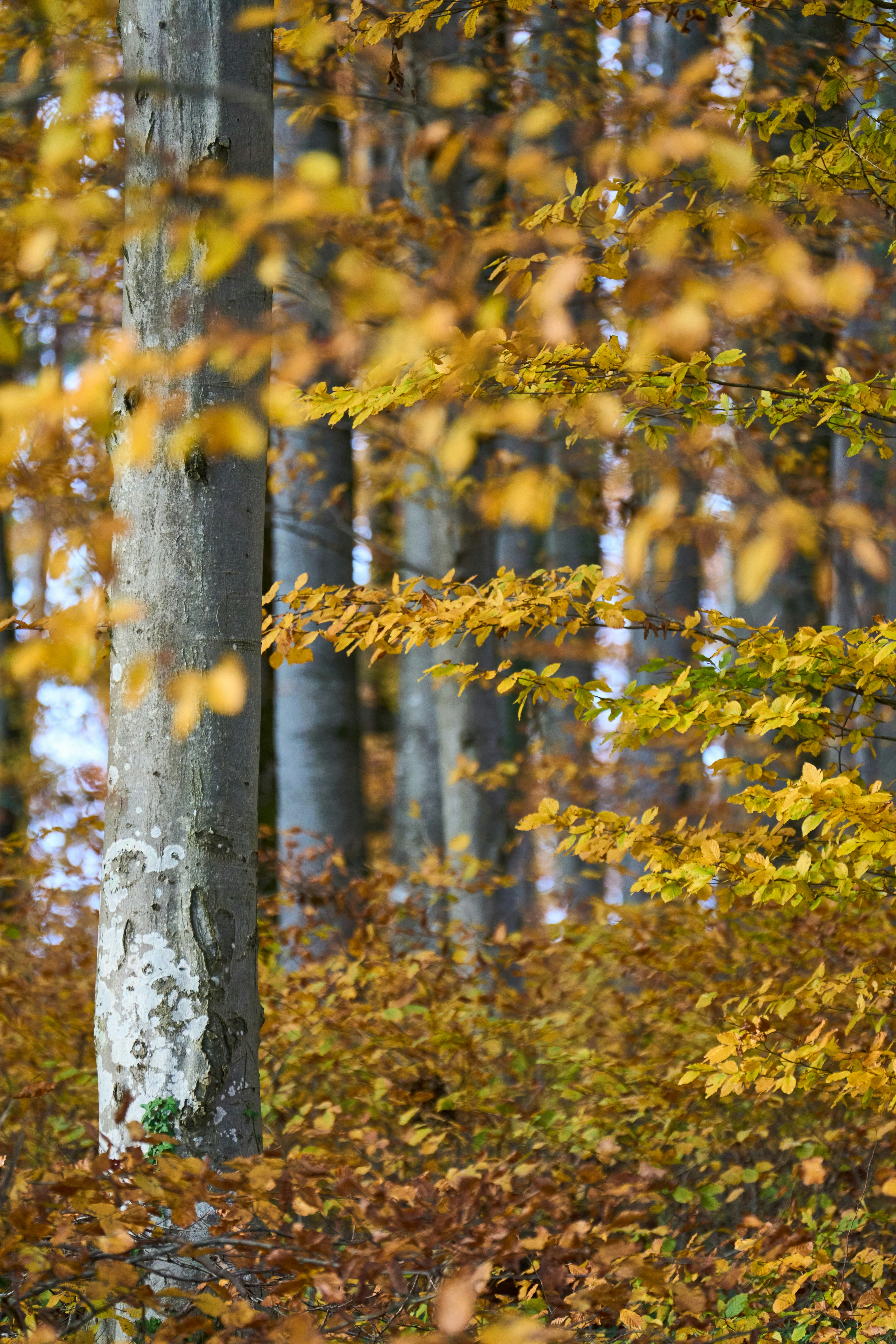 Photo by wolfgang_hasselmann