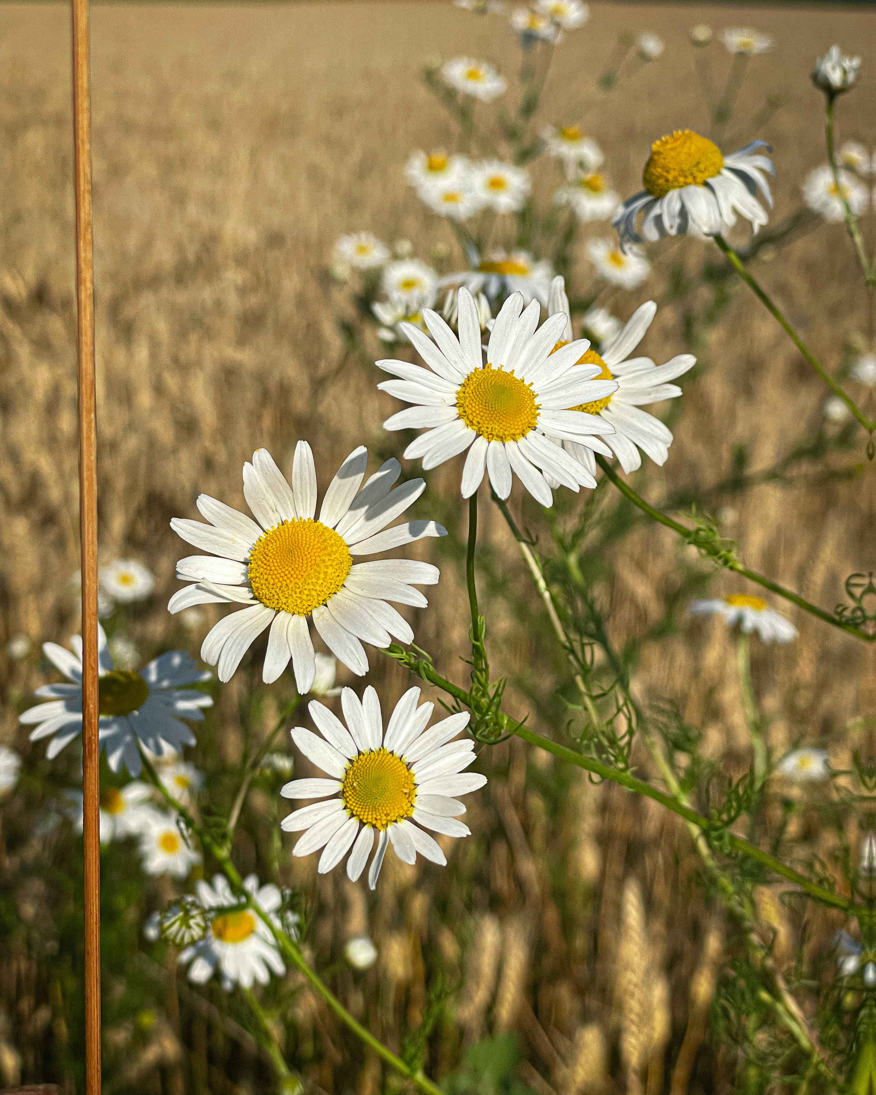 Ladang yang penuh dengan bunga putih dan kuning - Foto Gratis di Unsplash