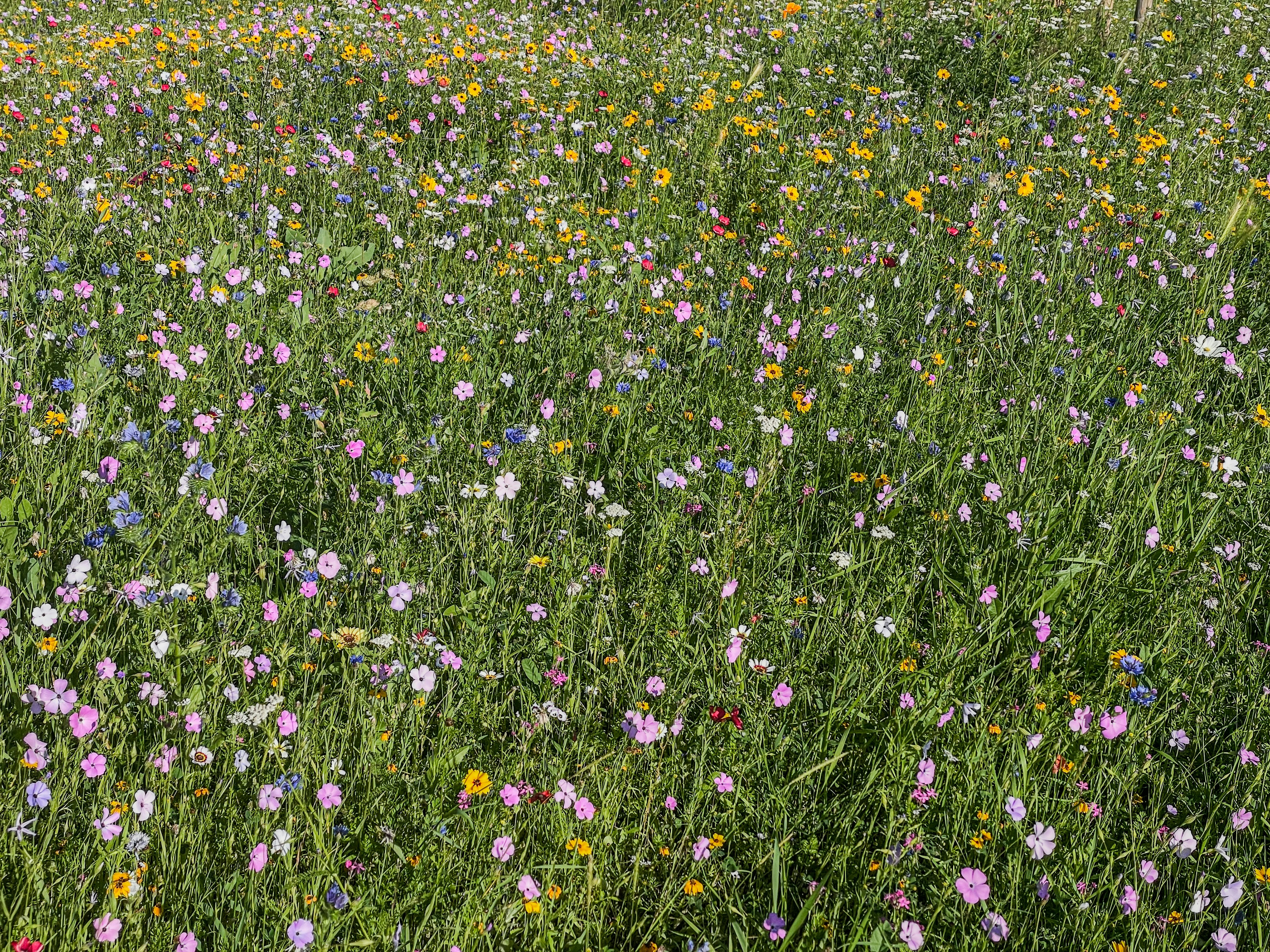 Un campo de flores silvestres en flor con un cielo azul en el fondo foto –  Imagen de Flor gratuita en Unsplash, image size:3000x2250