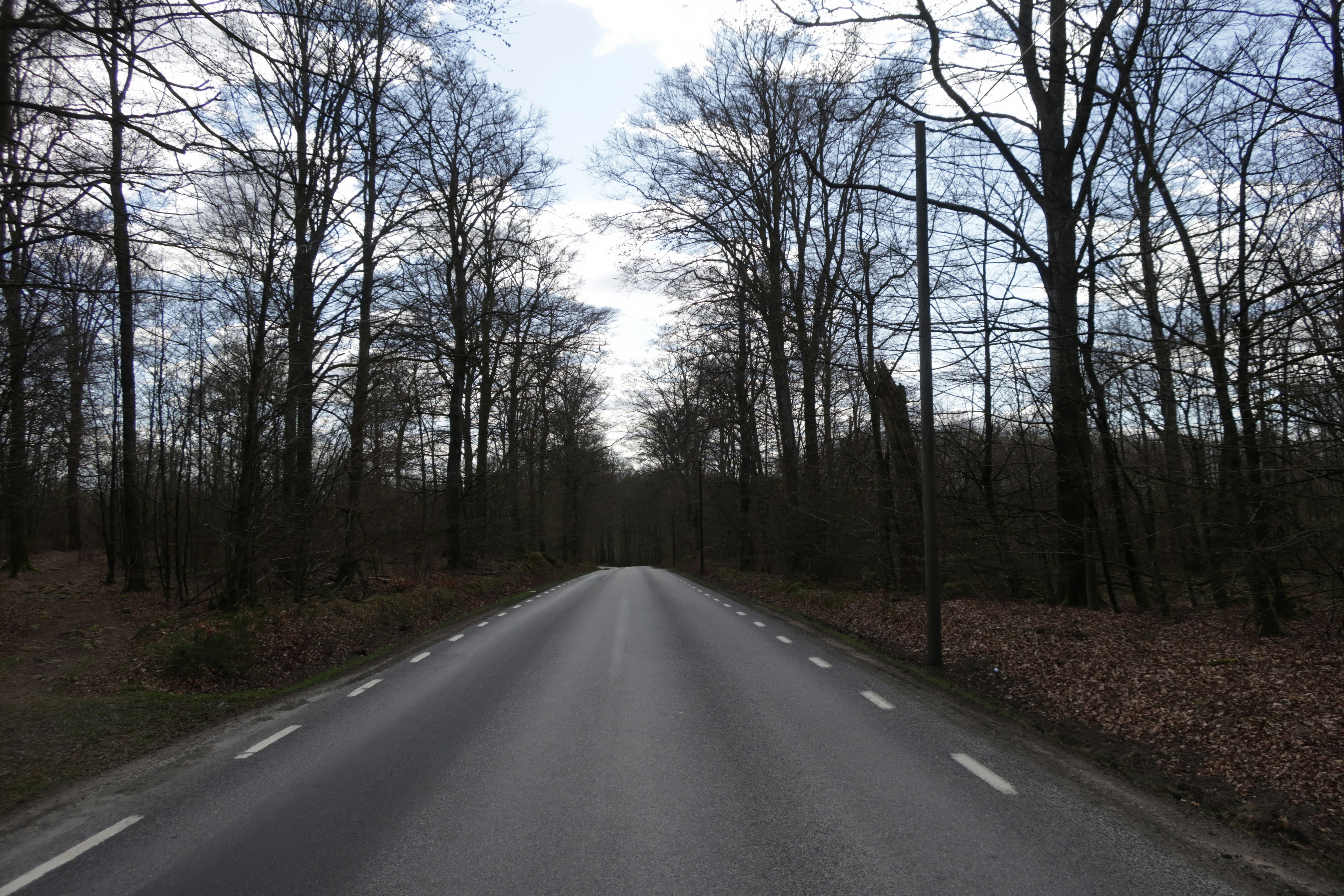 Ein Auto, das eine von Bäumen umgebene Straße entlangfährt
