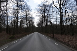 A car driving down a road surrounded by trees