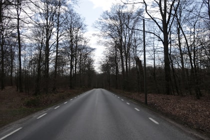 A car driving down a road surrounded by trees