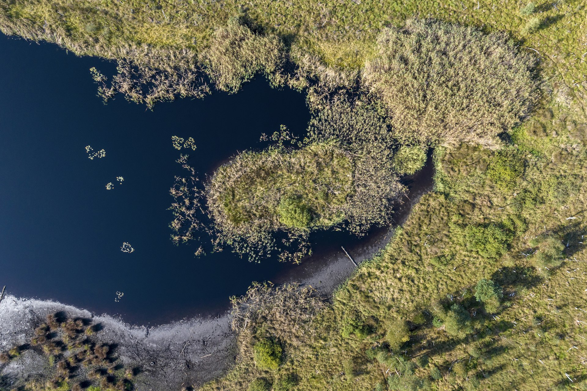 An aerial view of a lake surrounded by trees