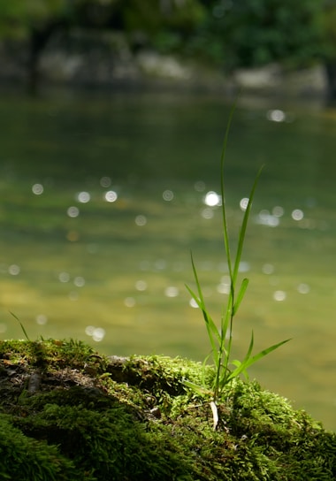 A green plant growing out of a mossy log