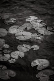 A black and white photo of lily pads floating on water