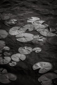 A black and white photo of lily pads floating on water