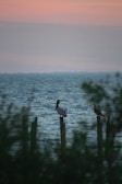 A couple of birds sitting on top of a wooden post