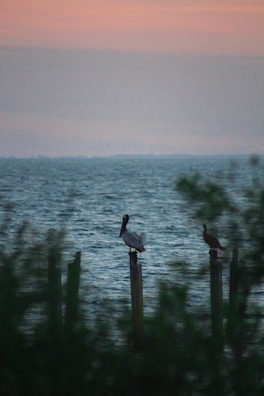 A couple of birds sitting on top of a wooden post