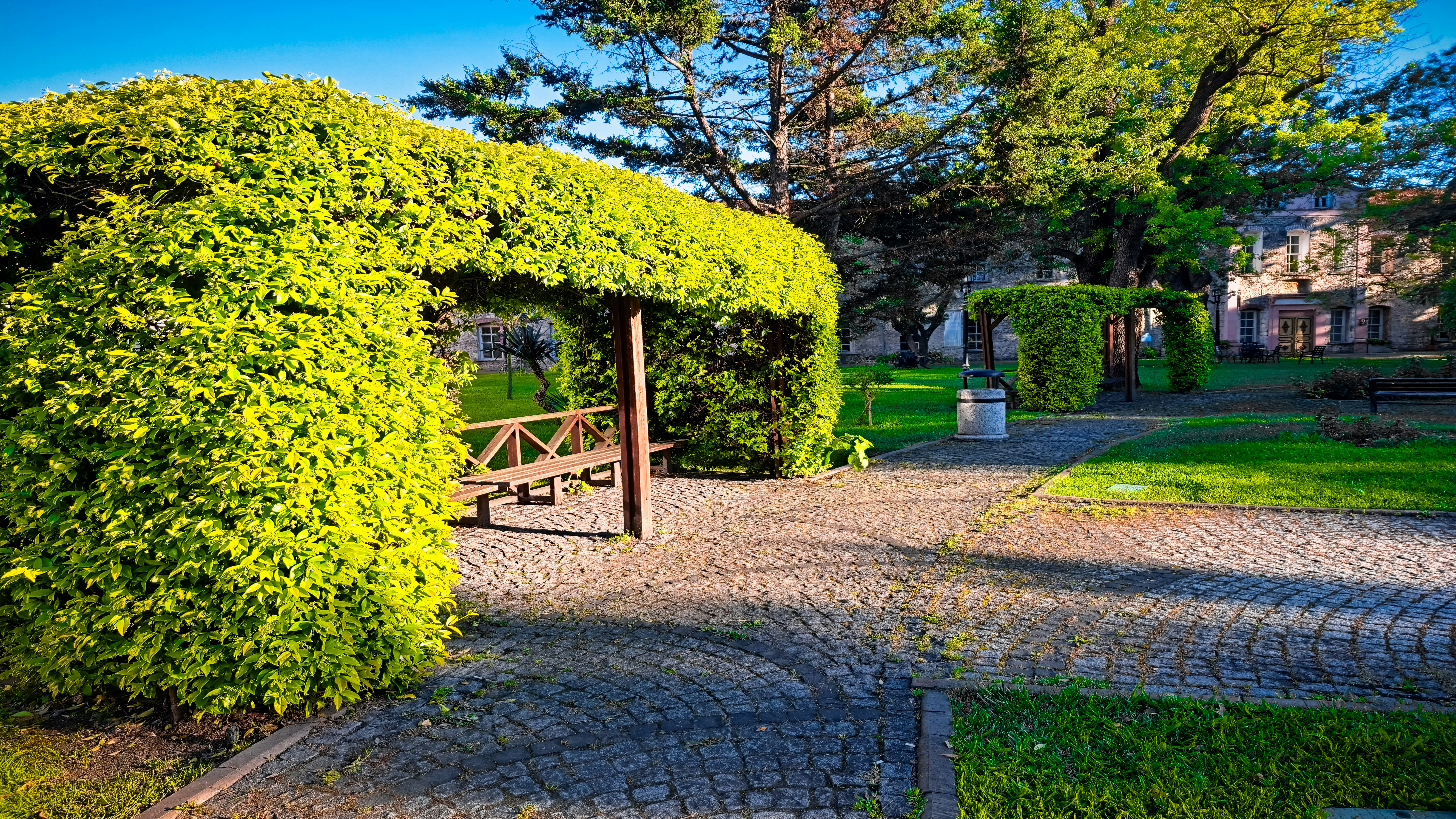 Ein großer grüner Busch neben einer Holzbank