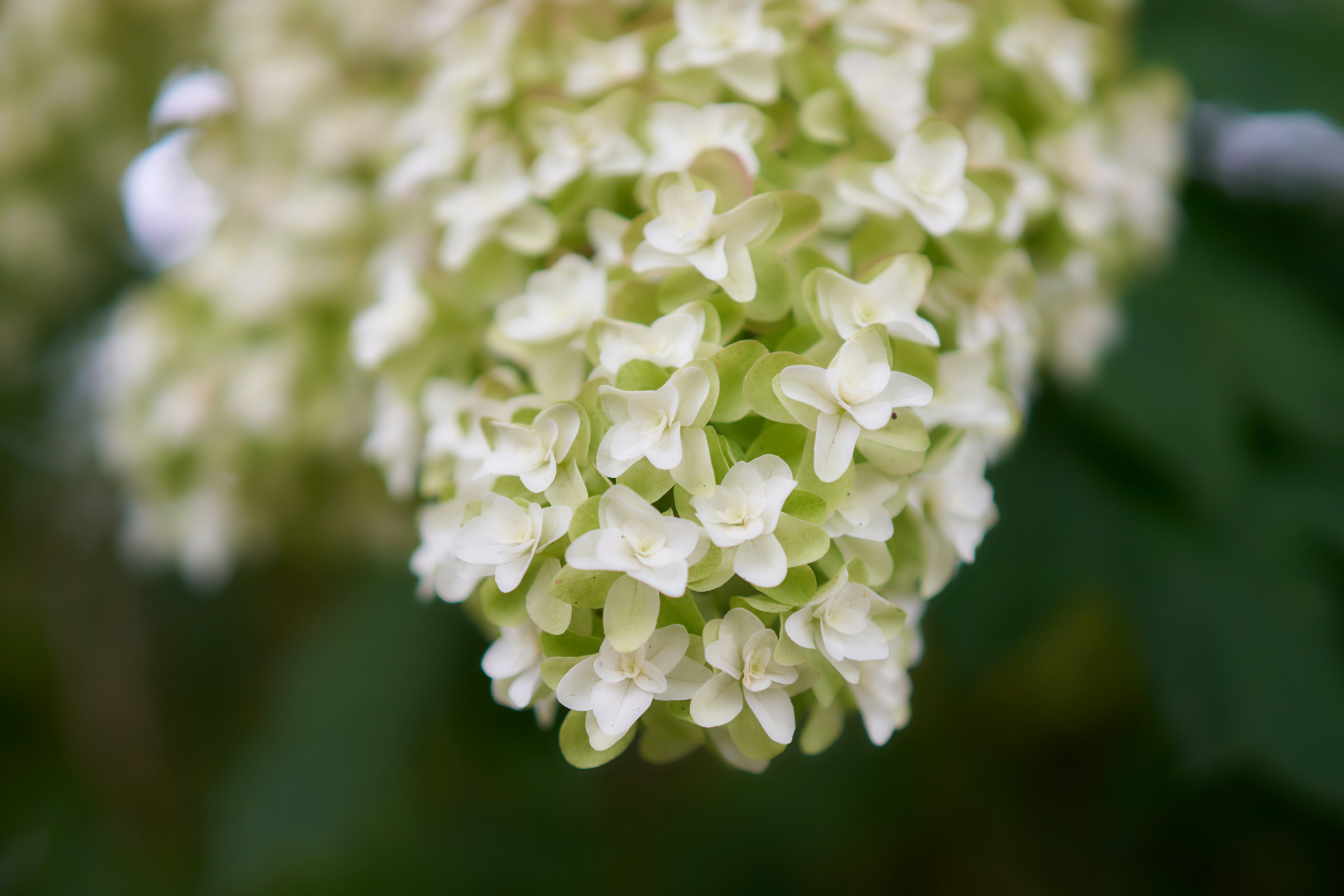 A close up of a white flower on a tree