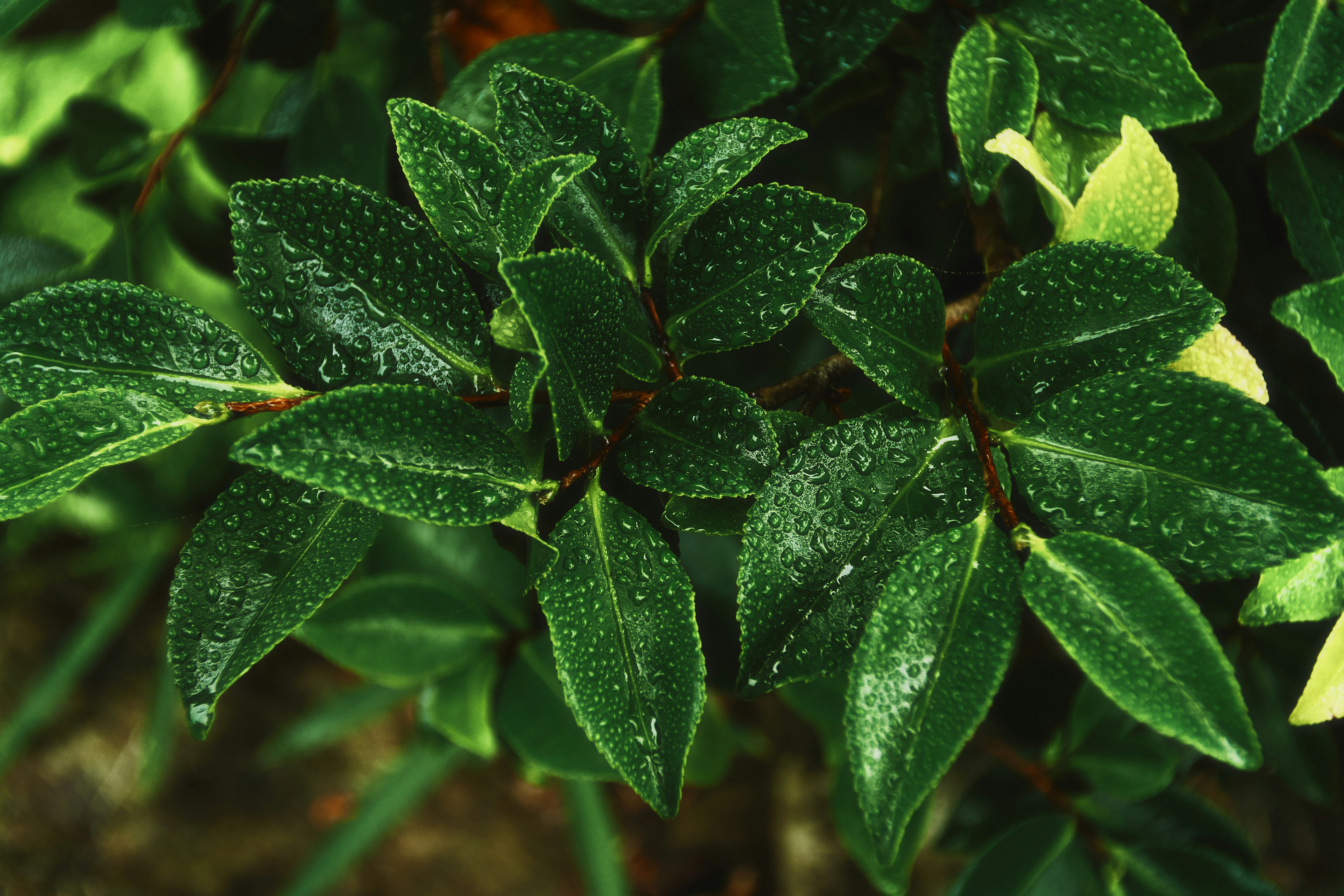 Photo by forest_serenity