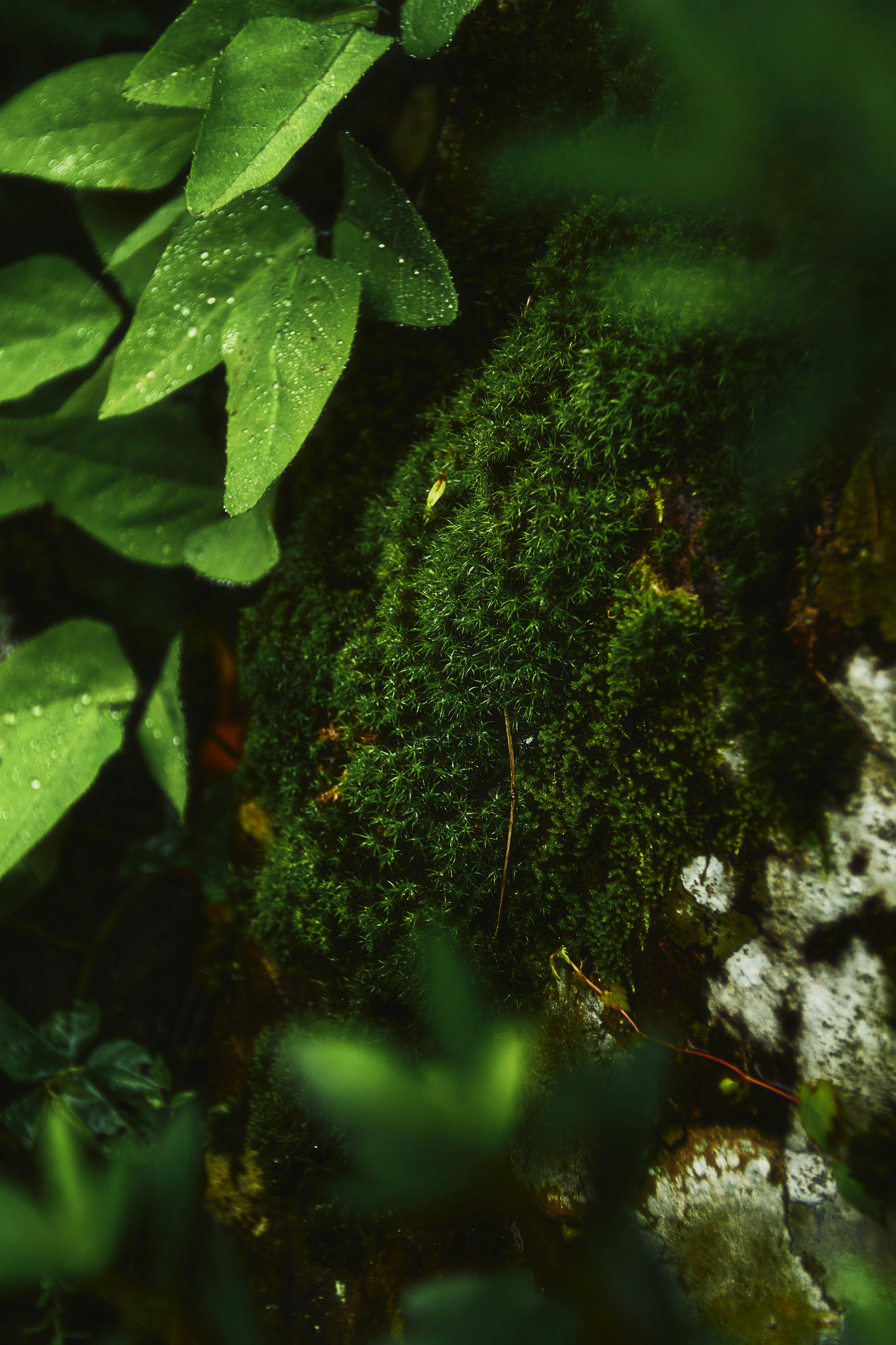 Photo by forest_serenity