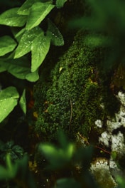 A close up of a moss covered rock