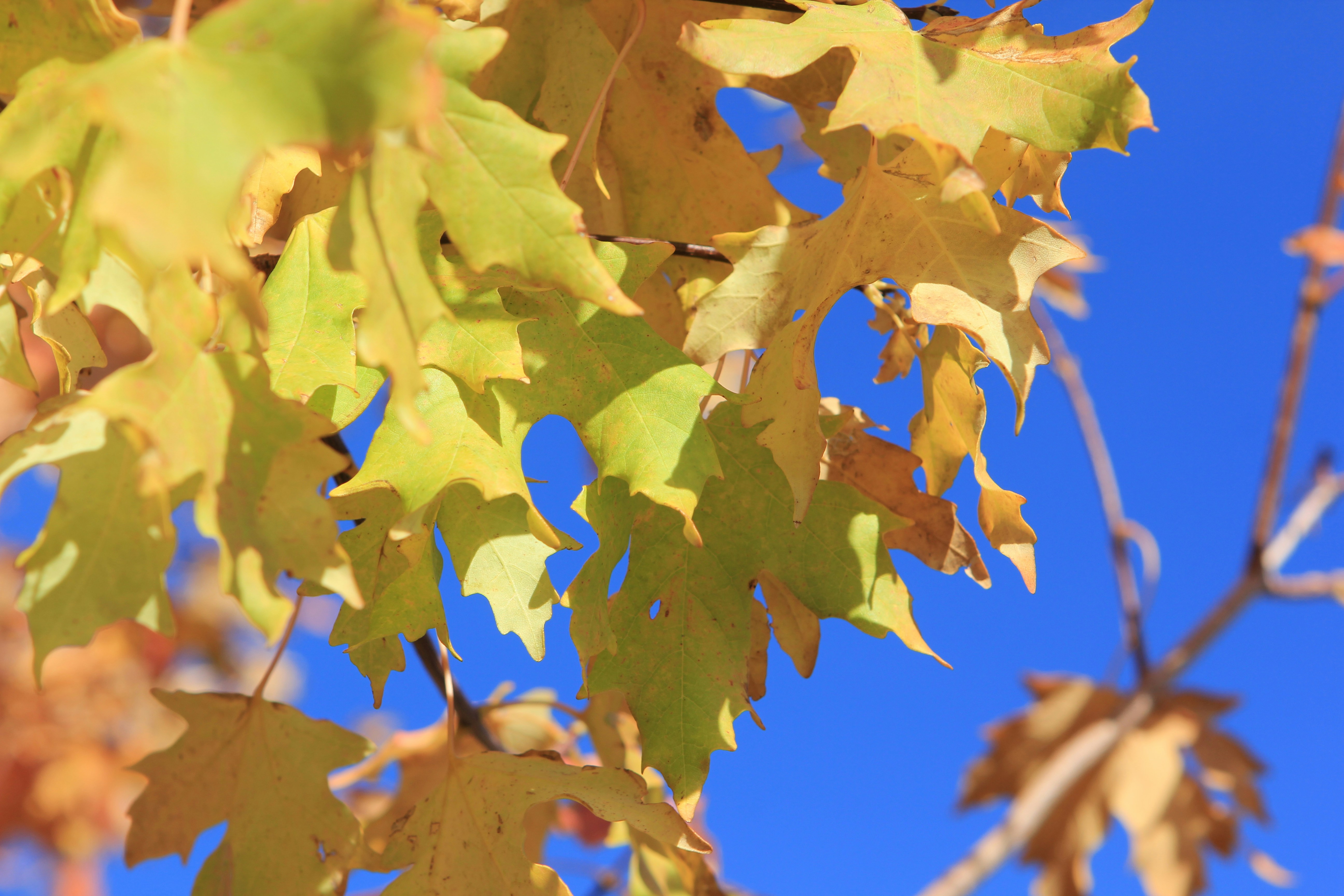 Photo by judy_beth_morris_idaho