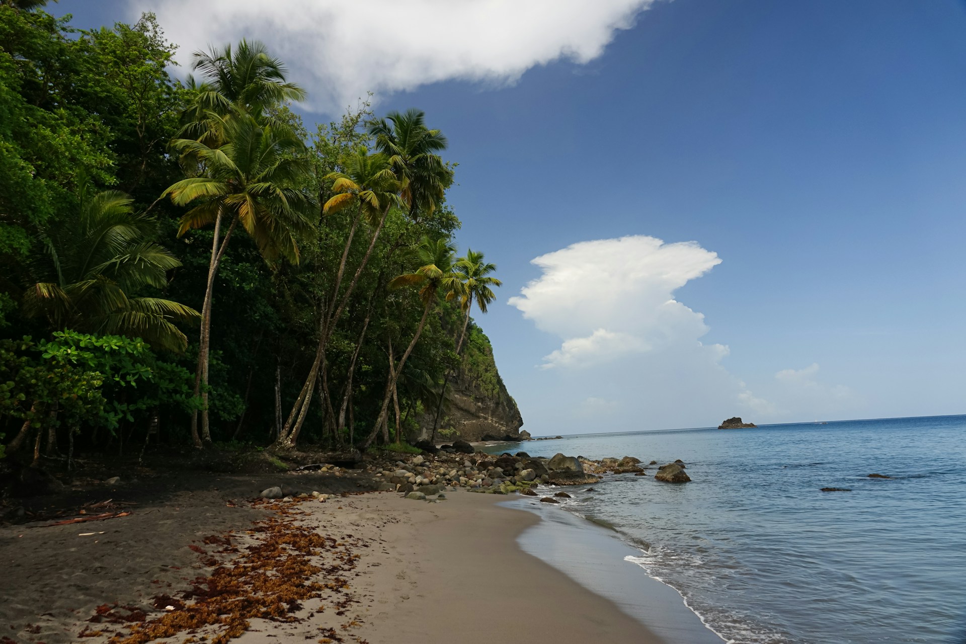 A sandy beach next to the ocean with palm trees