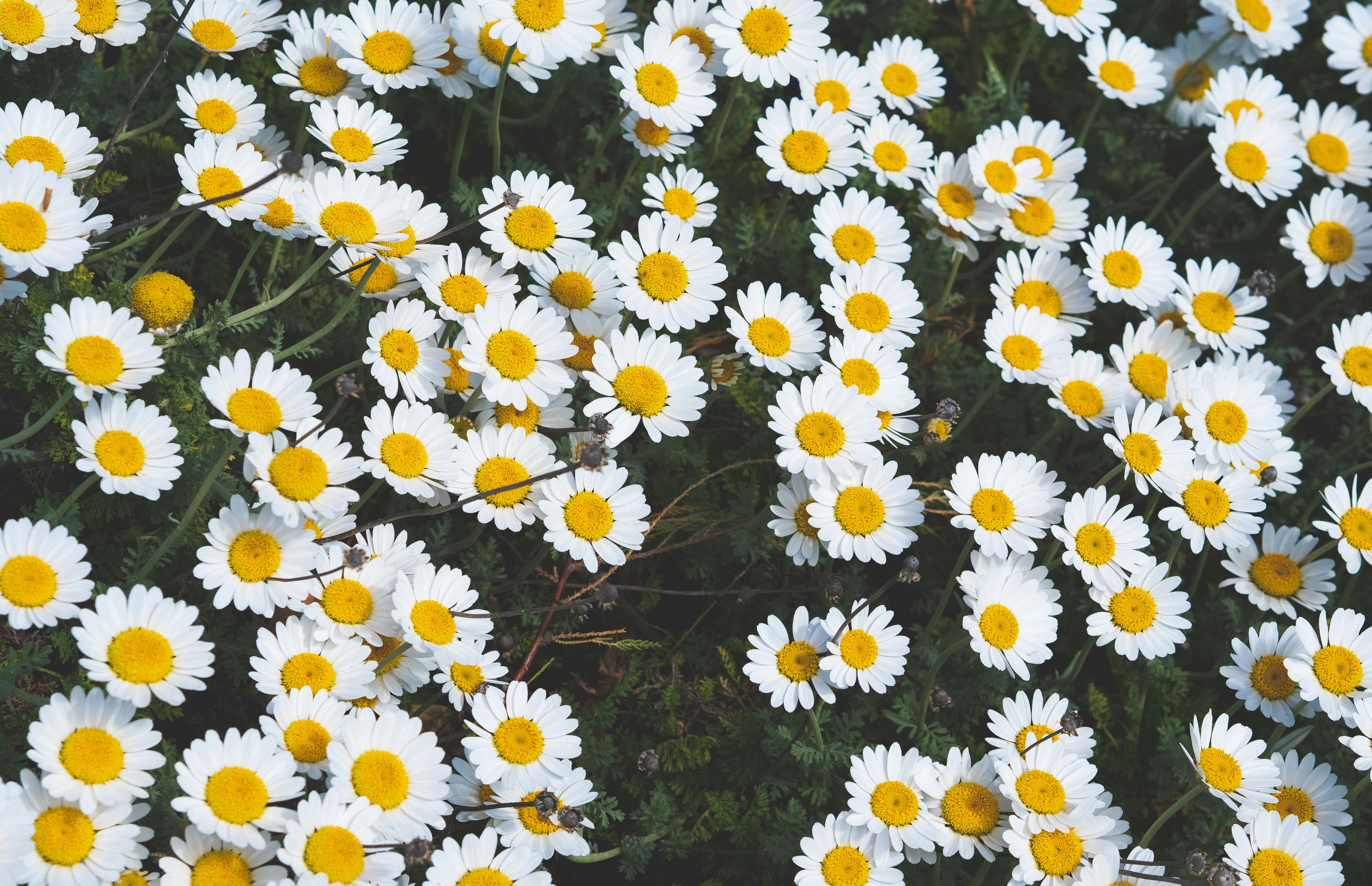 Photo by tototosia