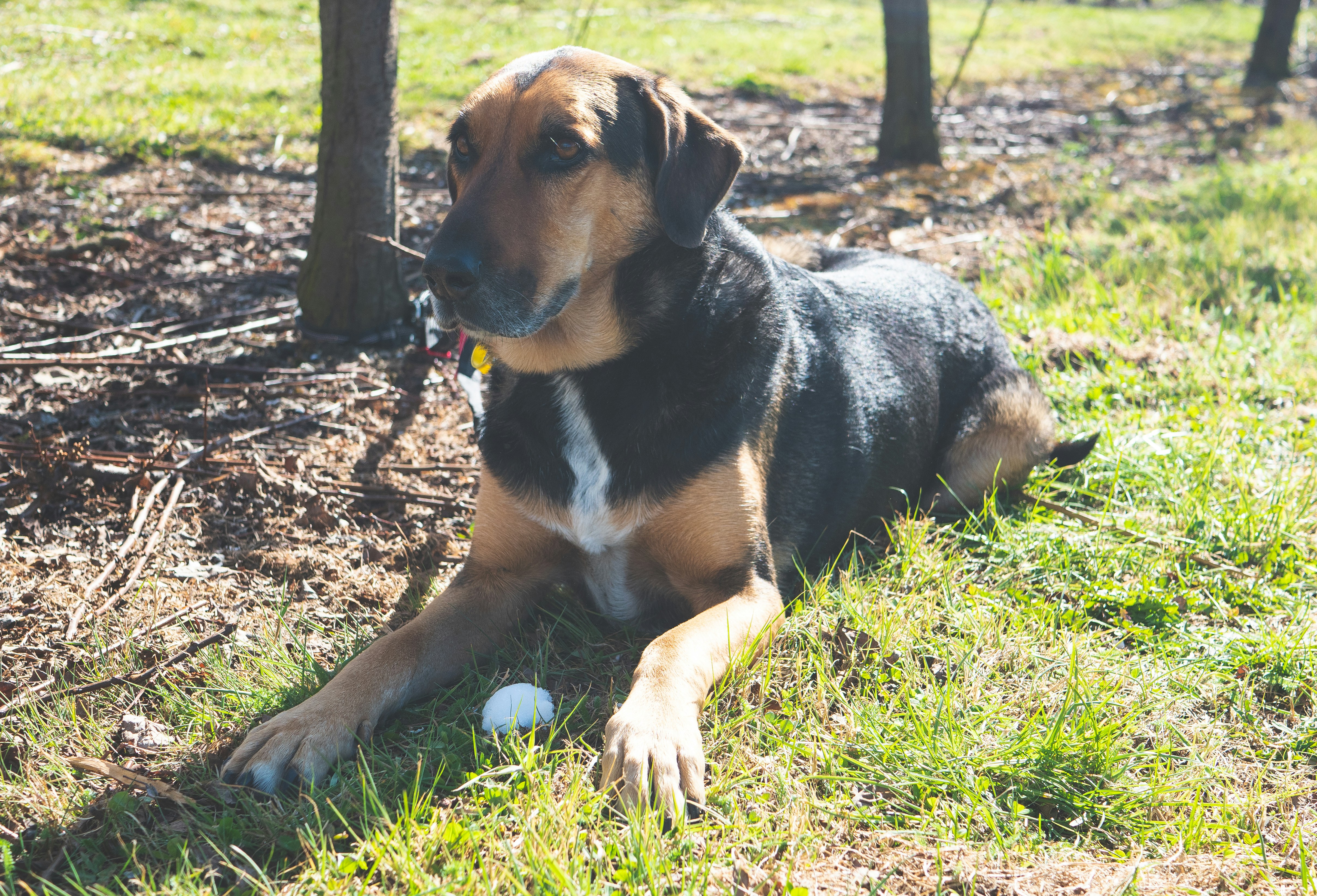 Dog lying in grass next to a tree