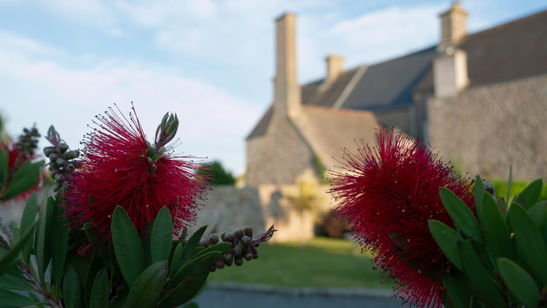 Some red flowers are in front of a house