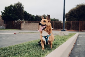 A dog sitting in the grass with its tongue out