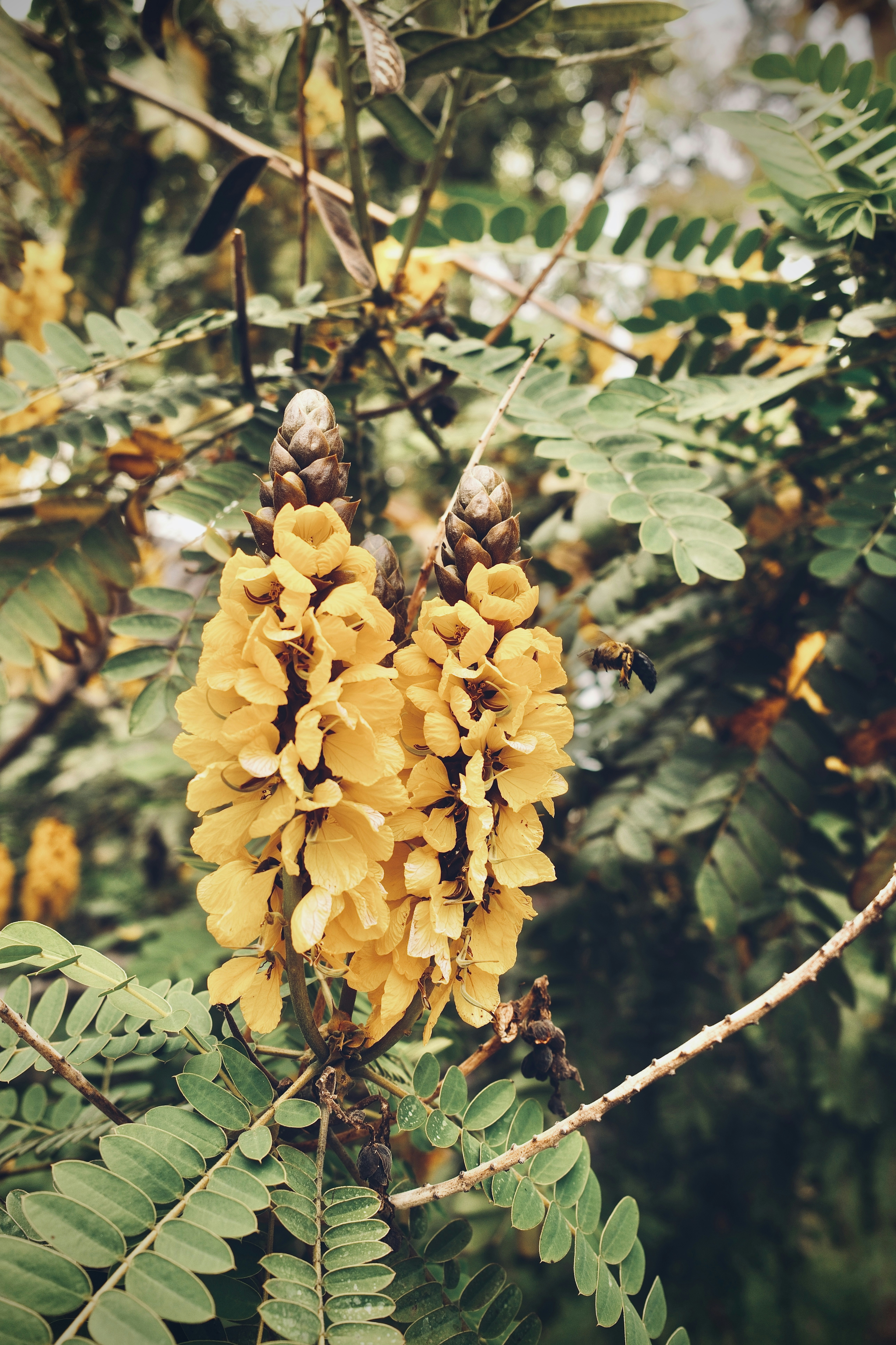 A bunch of yellow flowers hanging from a tree