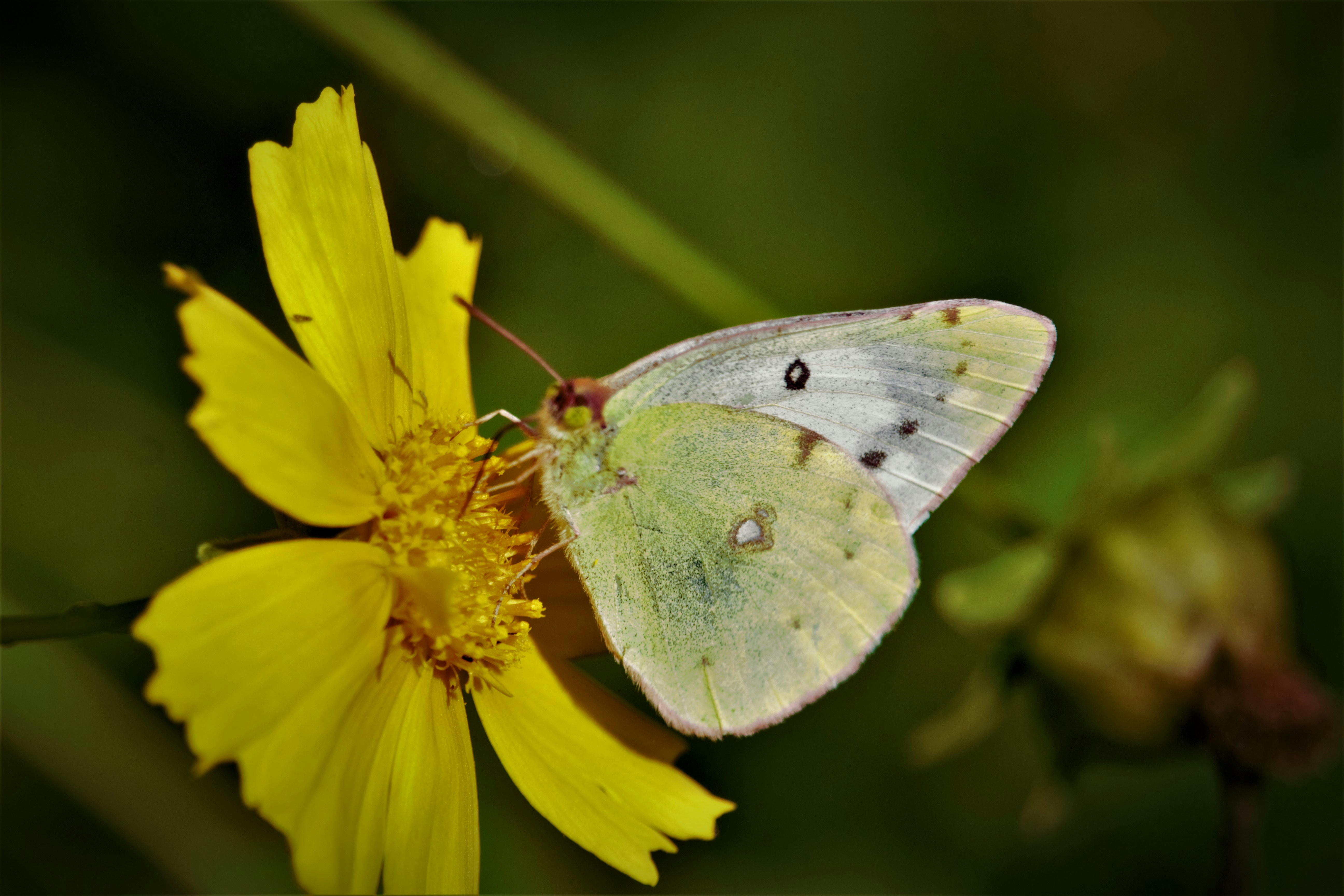 Photo by moin_merida