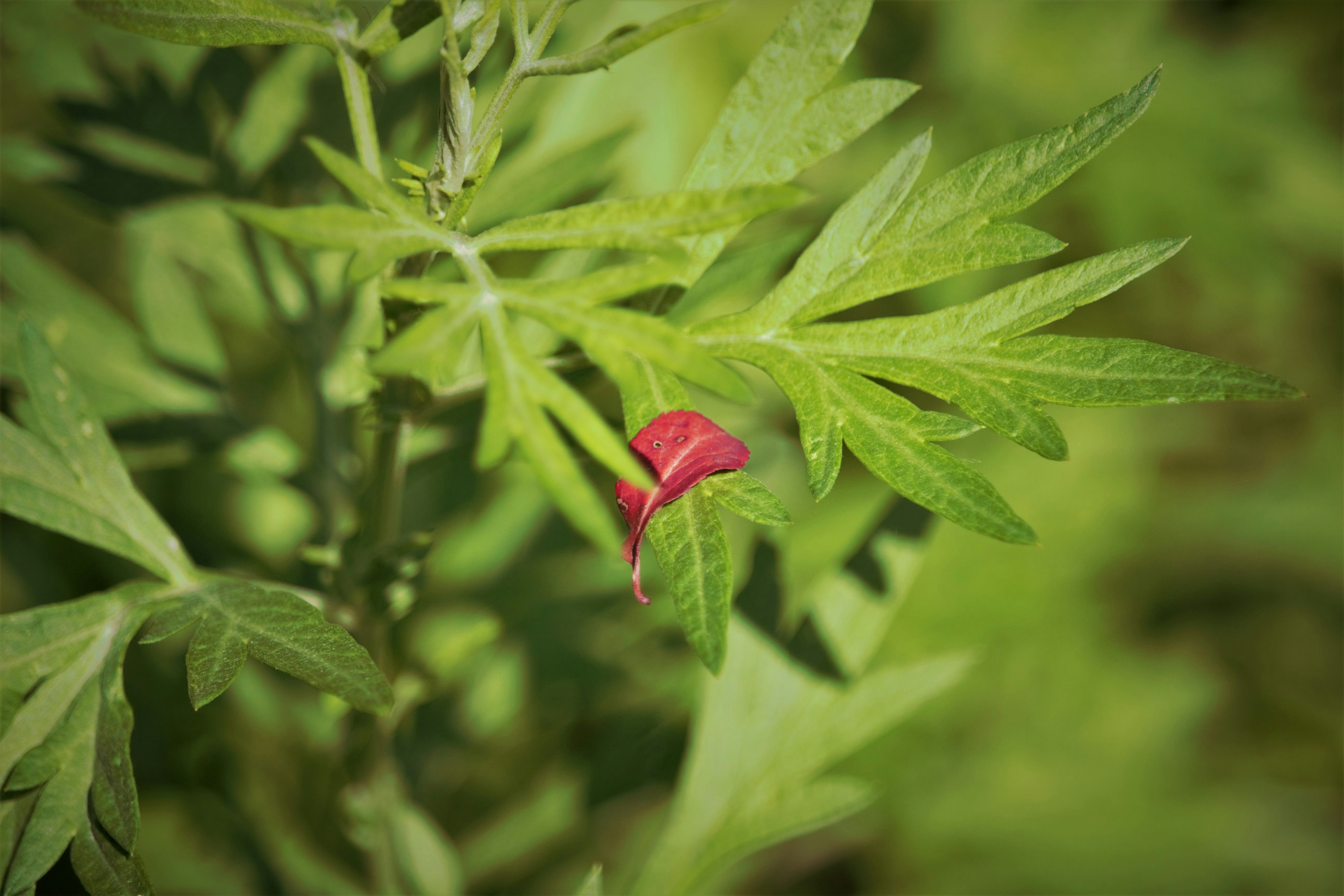 Photo by moin_merida