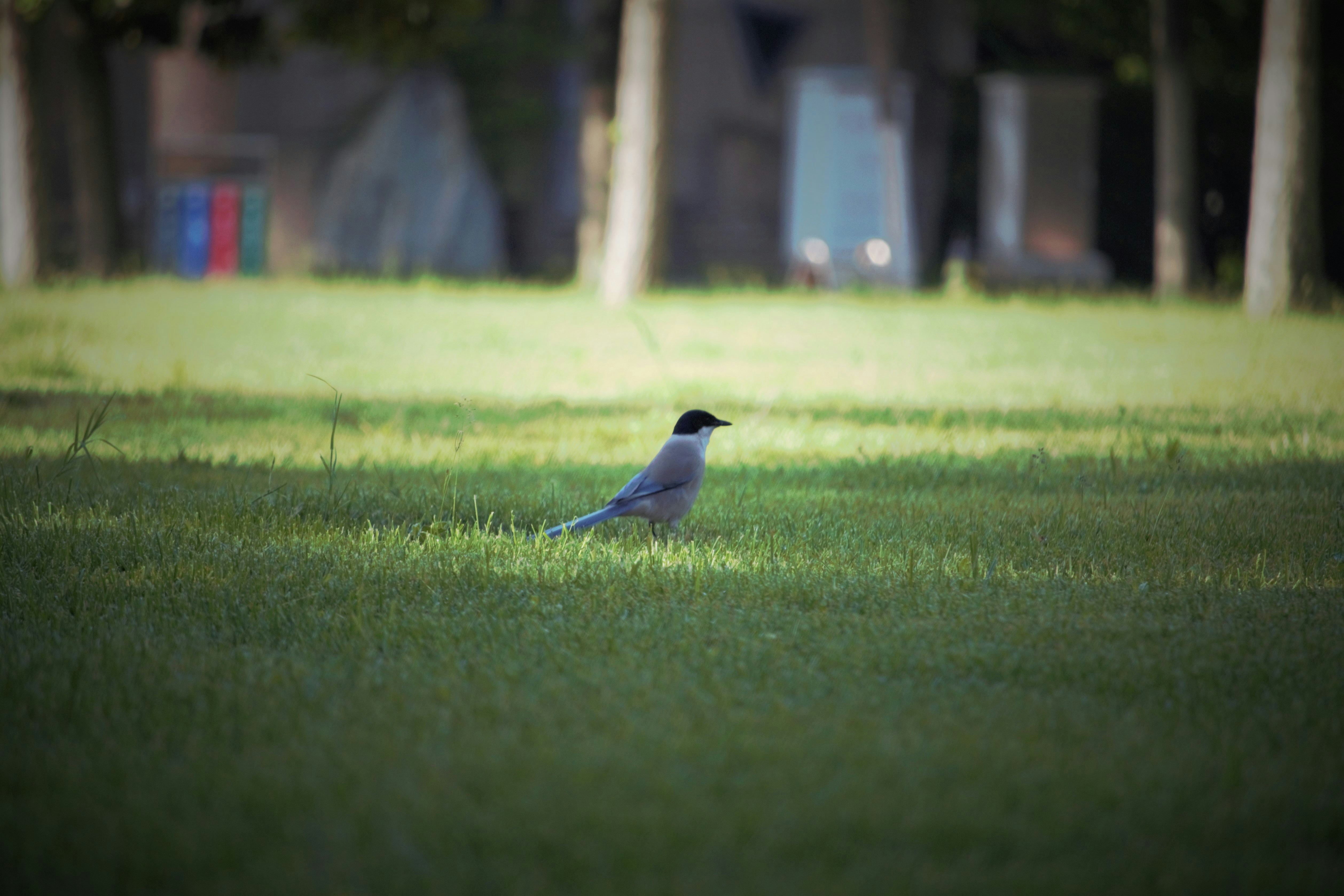 Photo by moin_merida