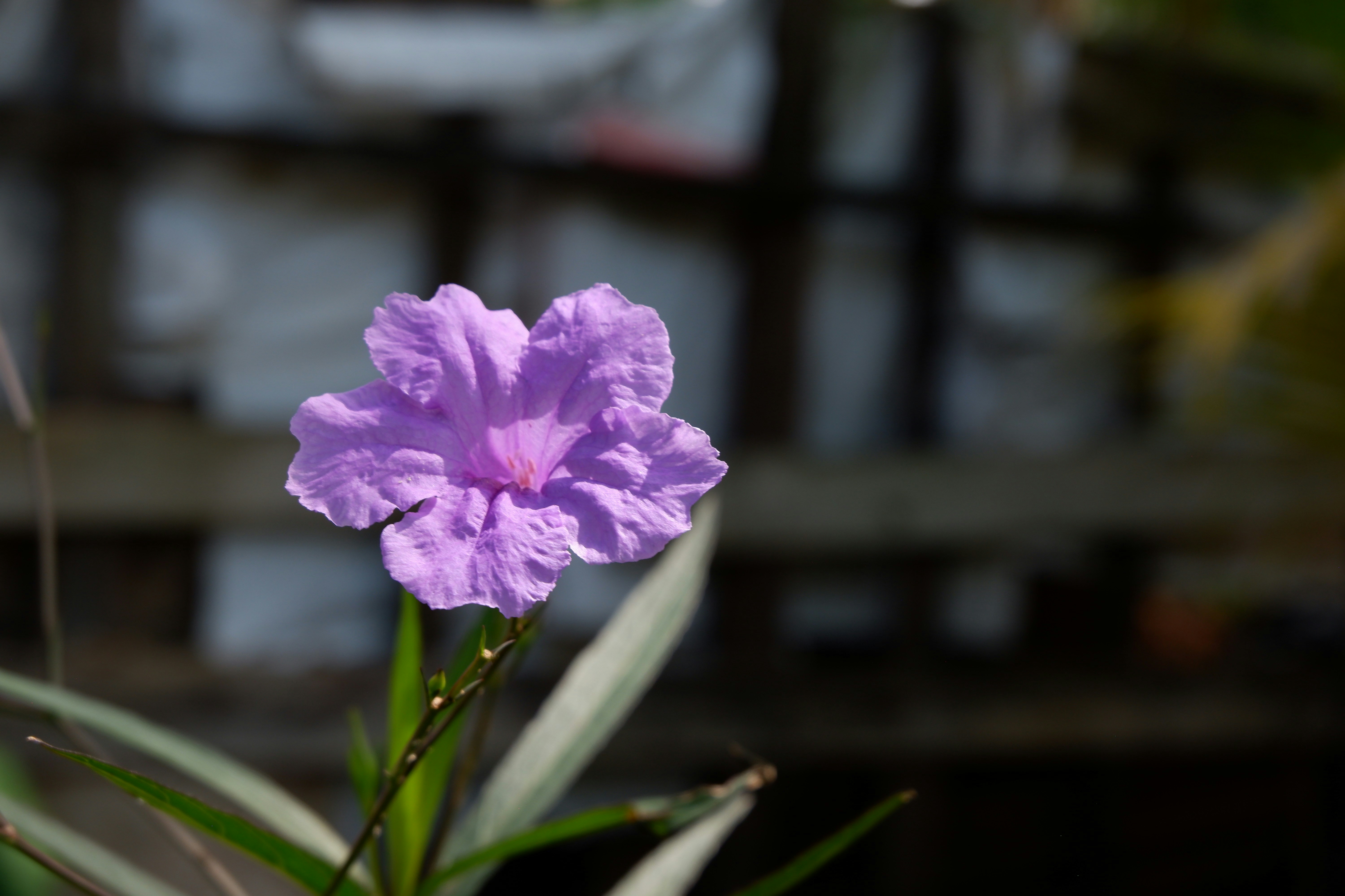 Photo by jepretualang