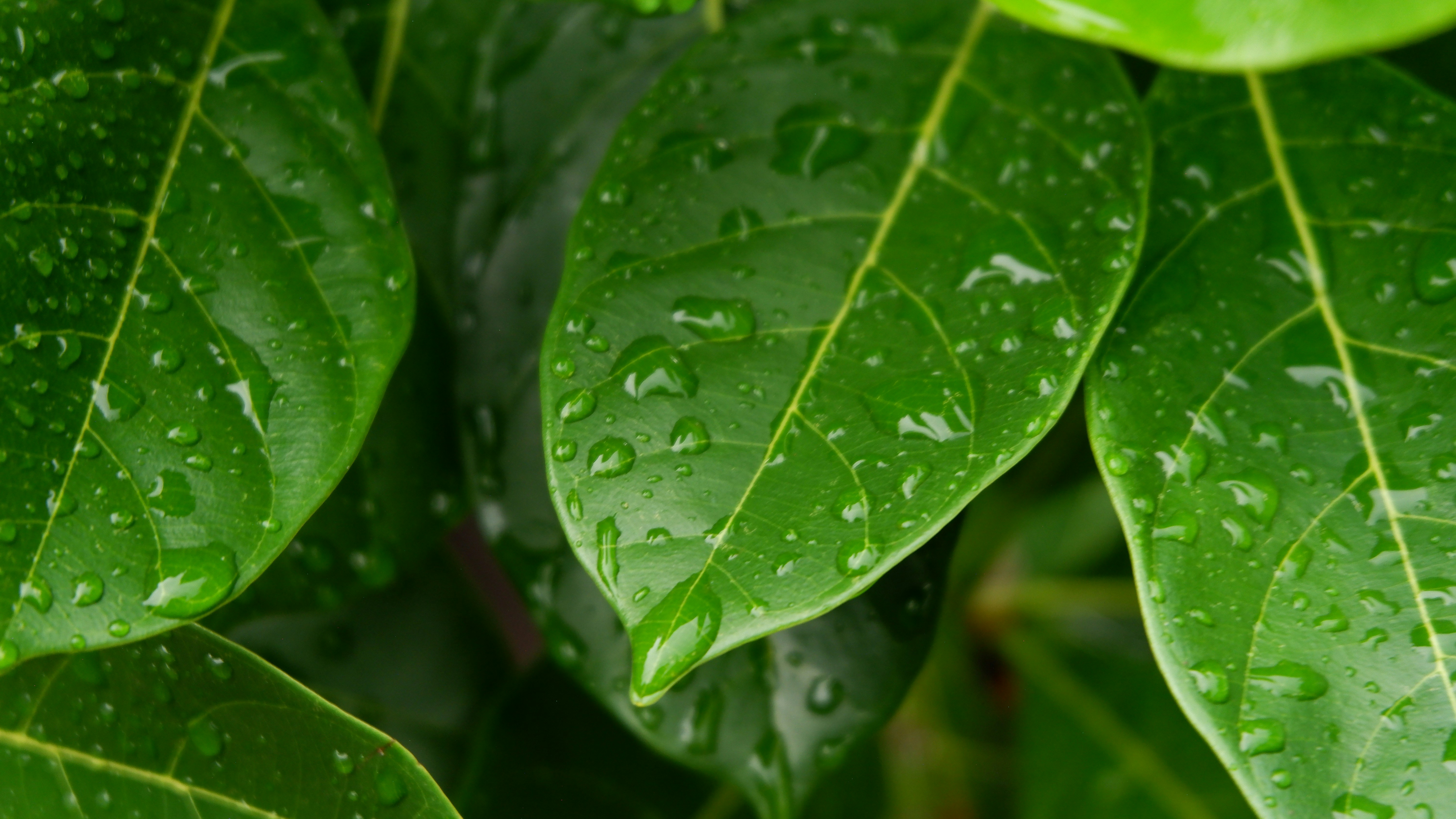 Photo by jepretualang