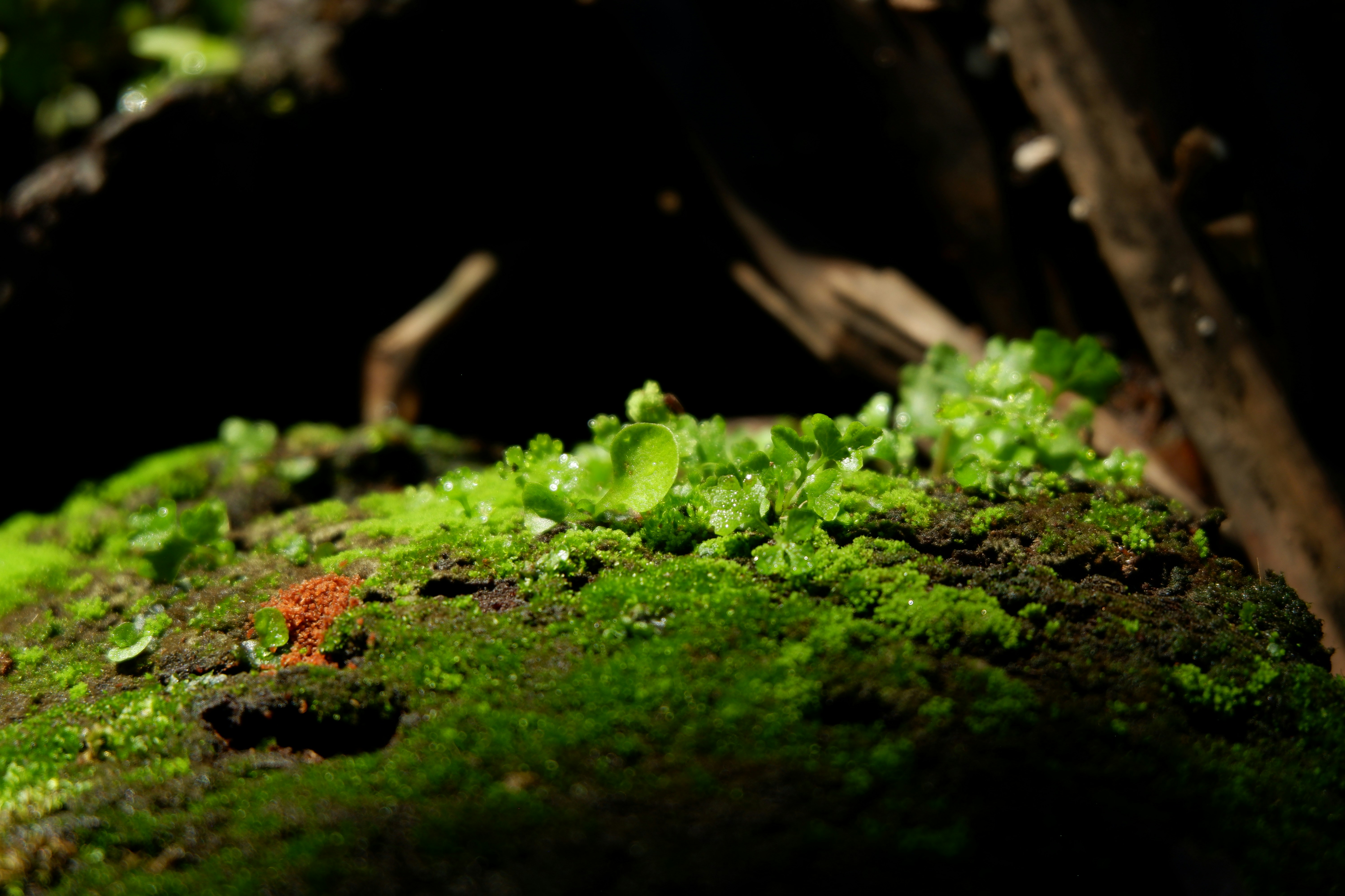 Photo by jepretualang