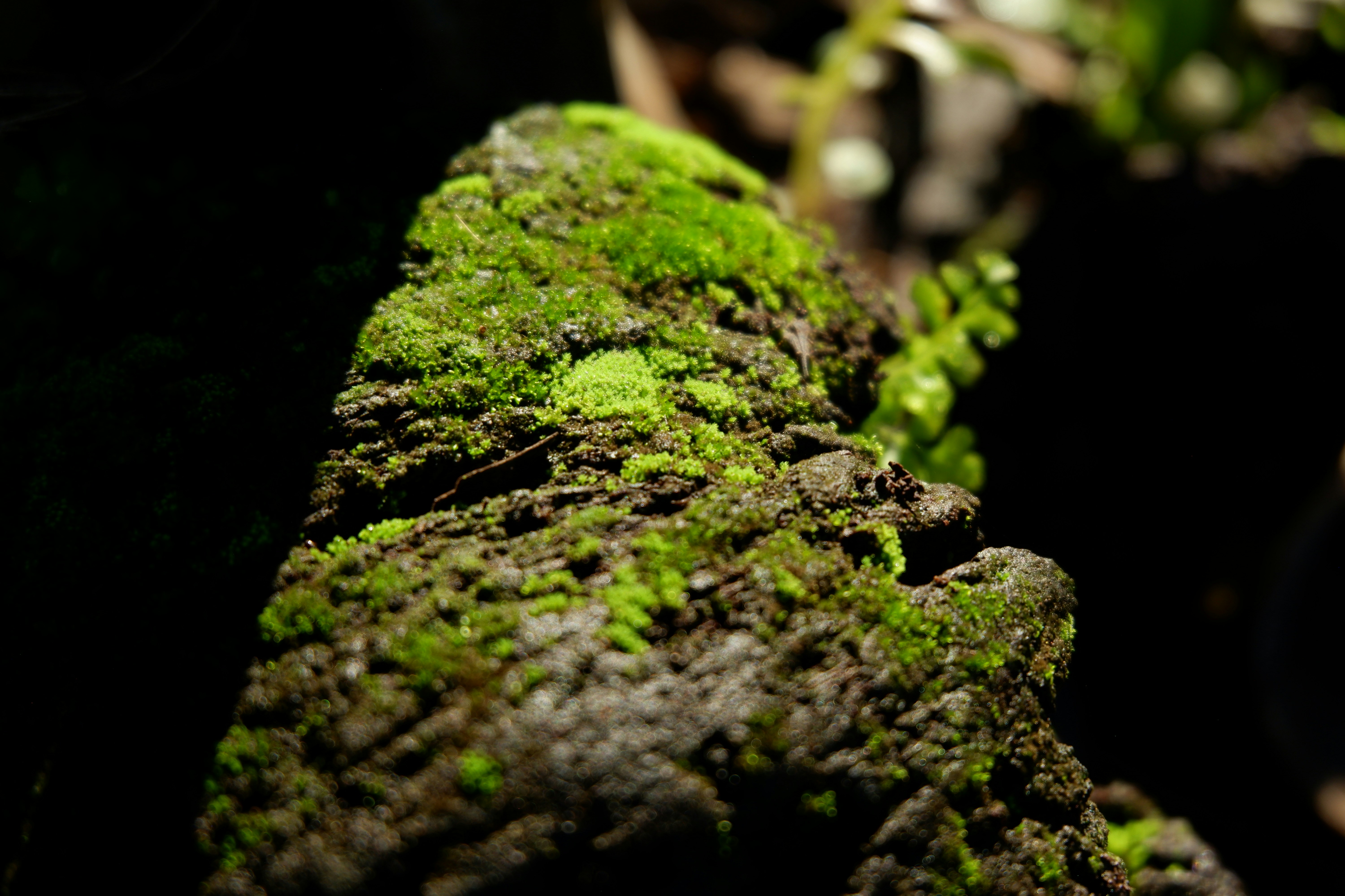 Photo by jepretualang