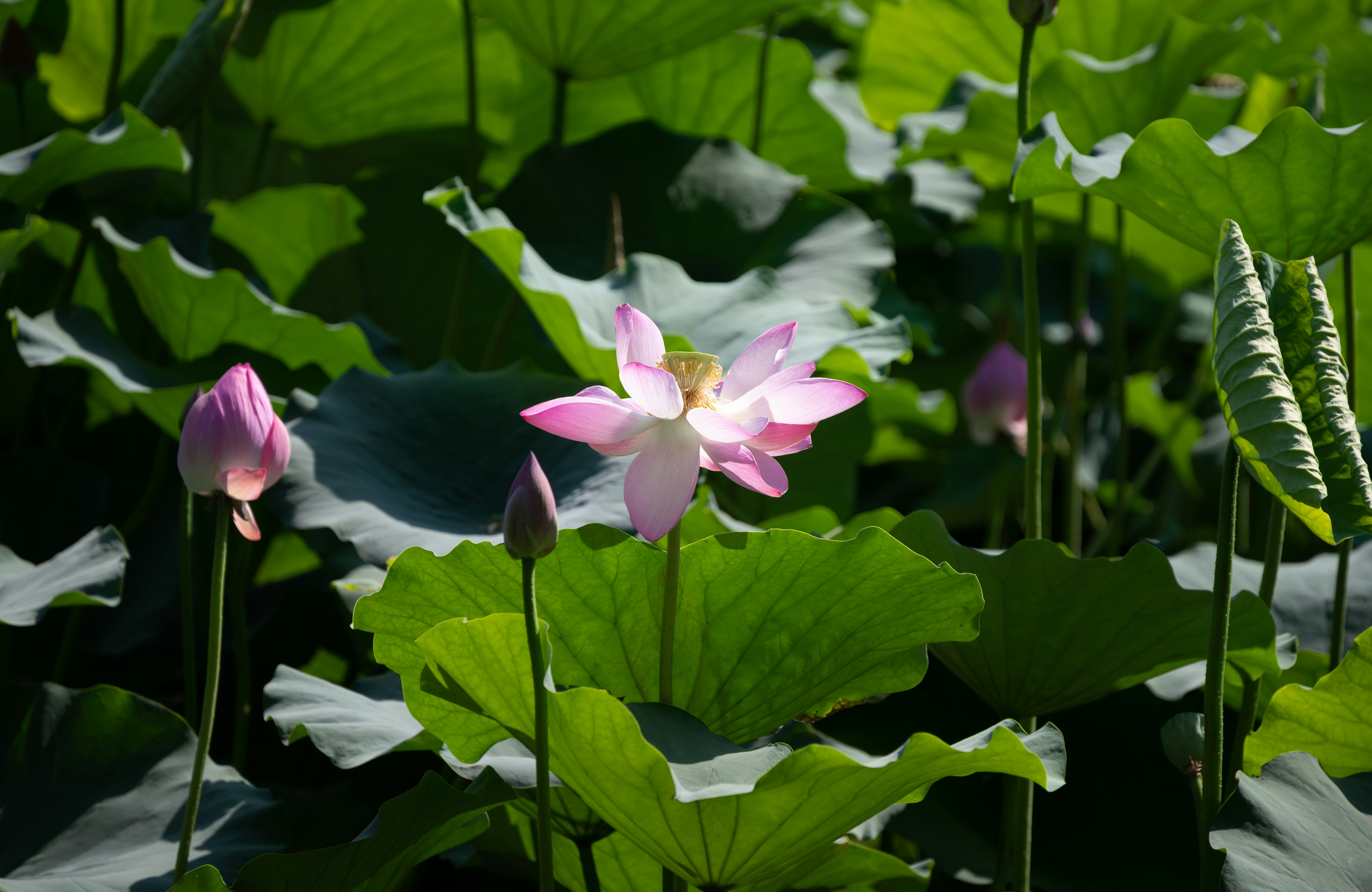 A group of pink flowers sitting on top of a lush green field