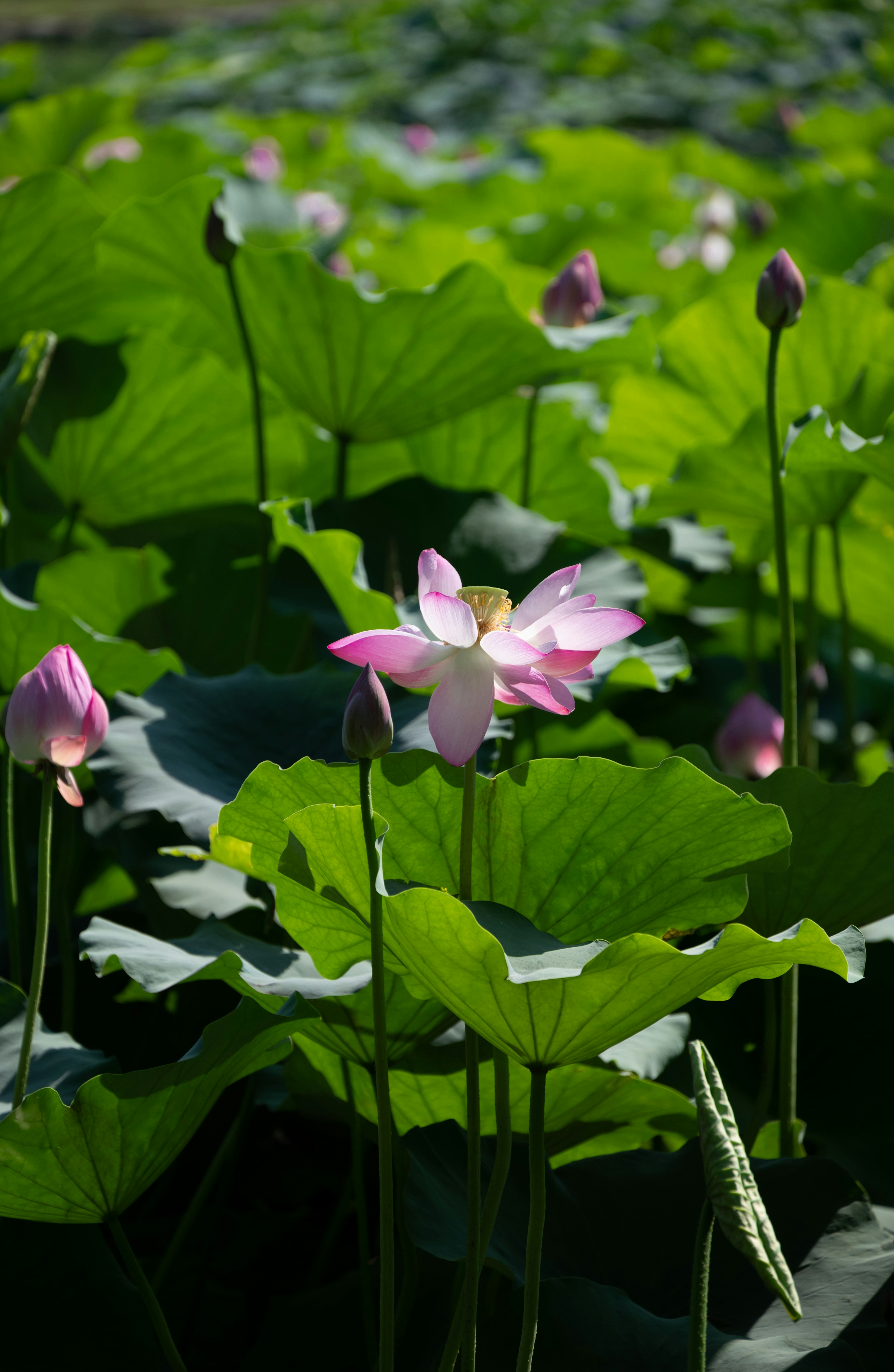 Photo by nikol_royce