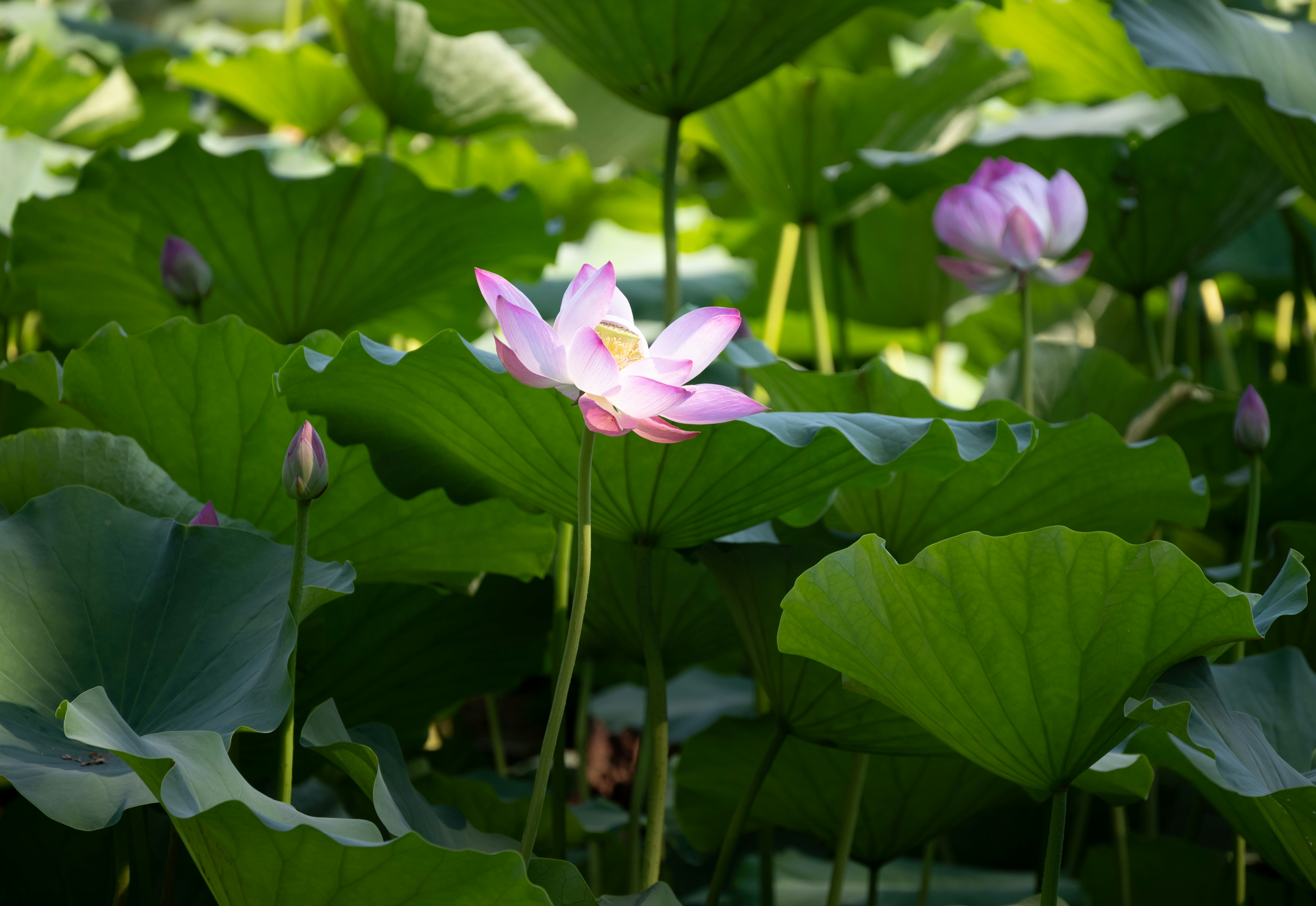 Photo by nikol_royce