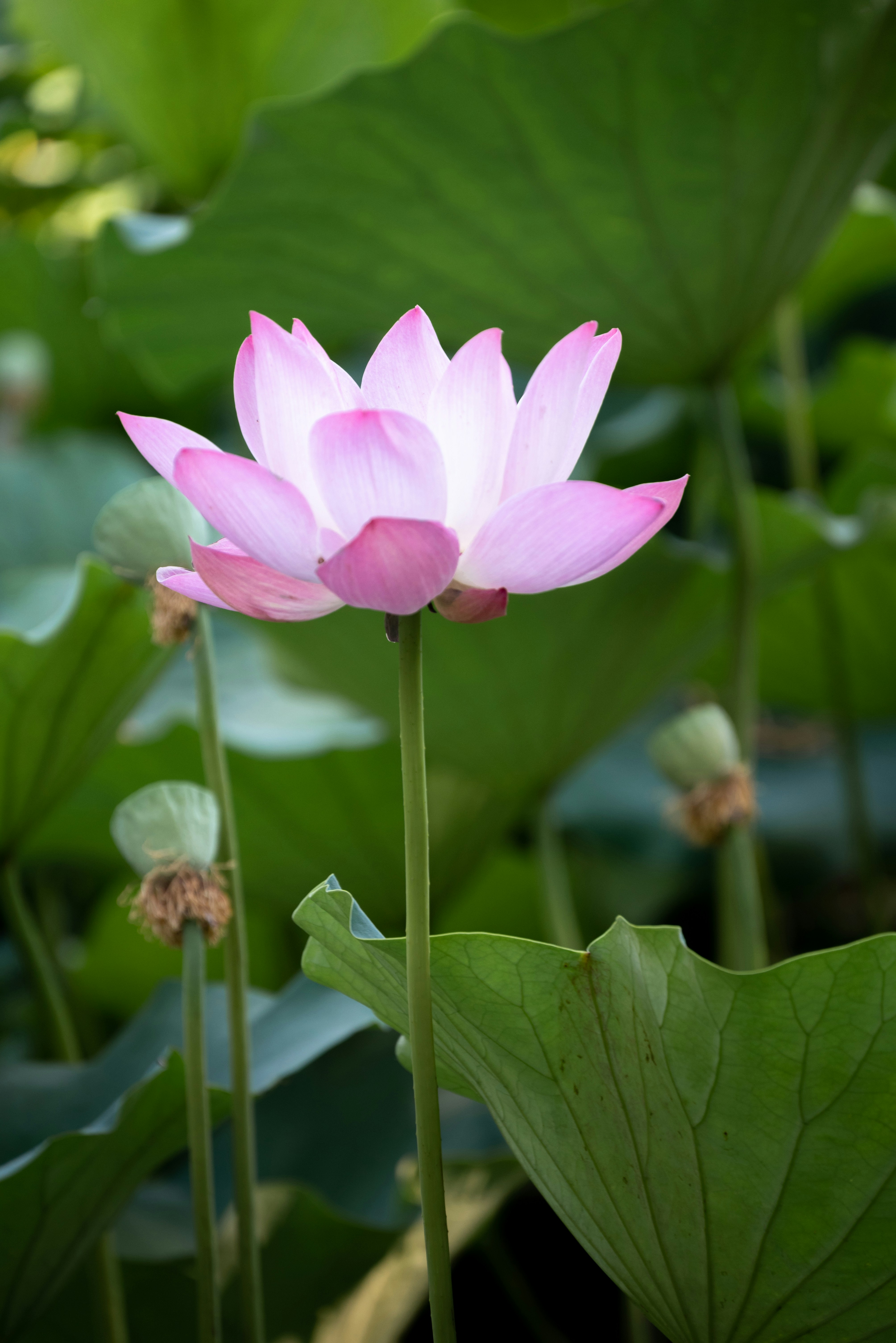 Photo by nikol_royce