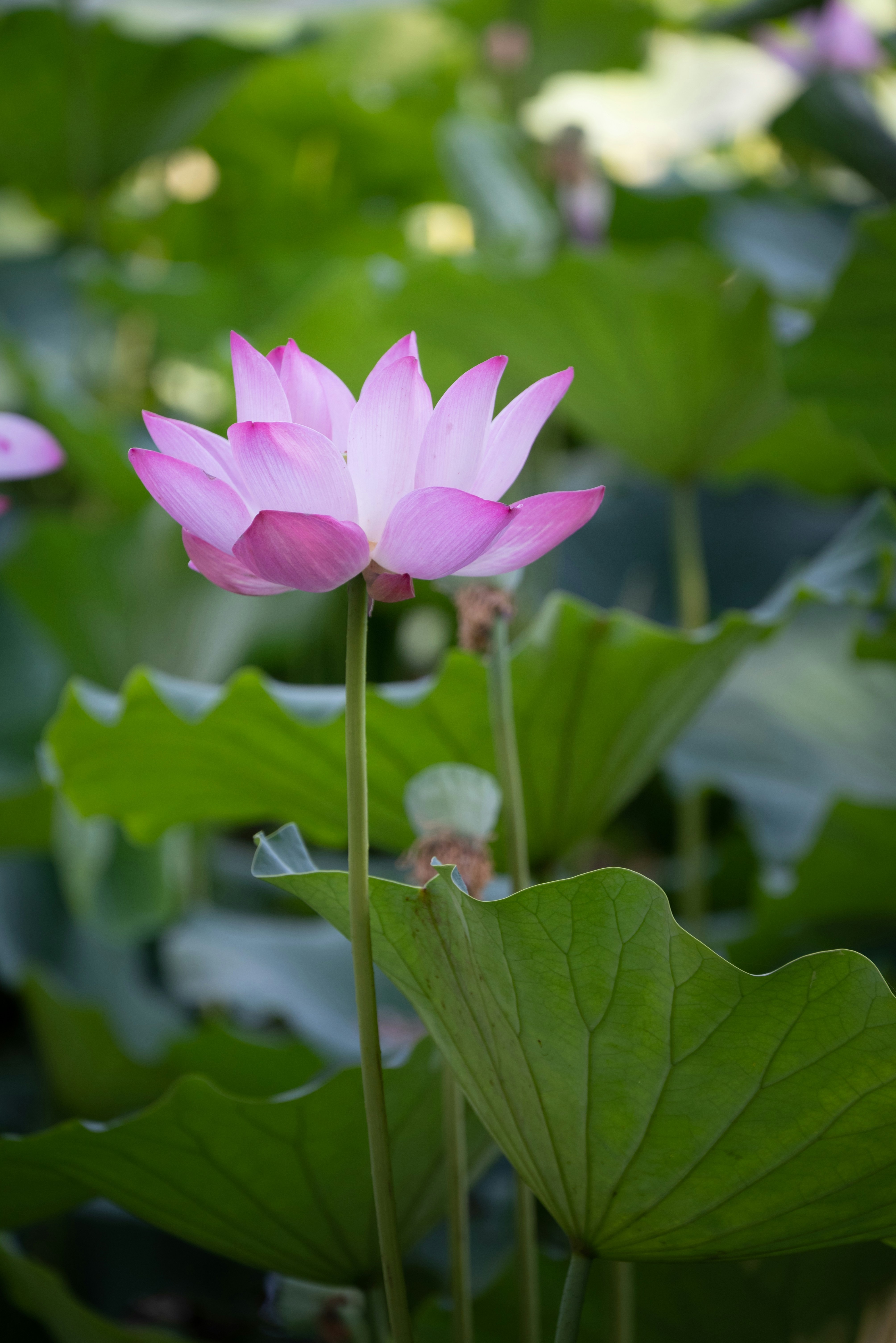 Photo by nikol_royce