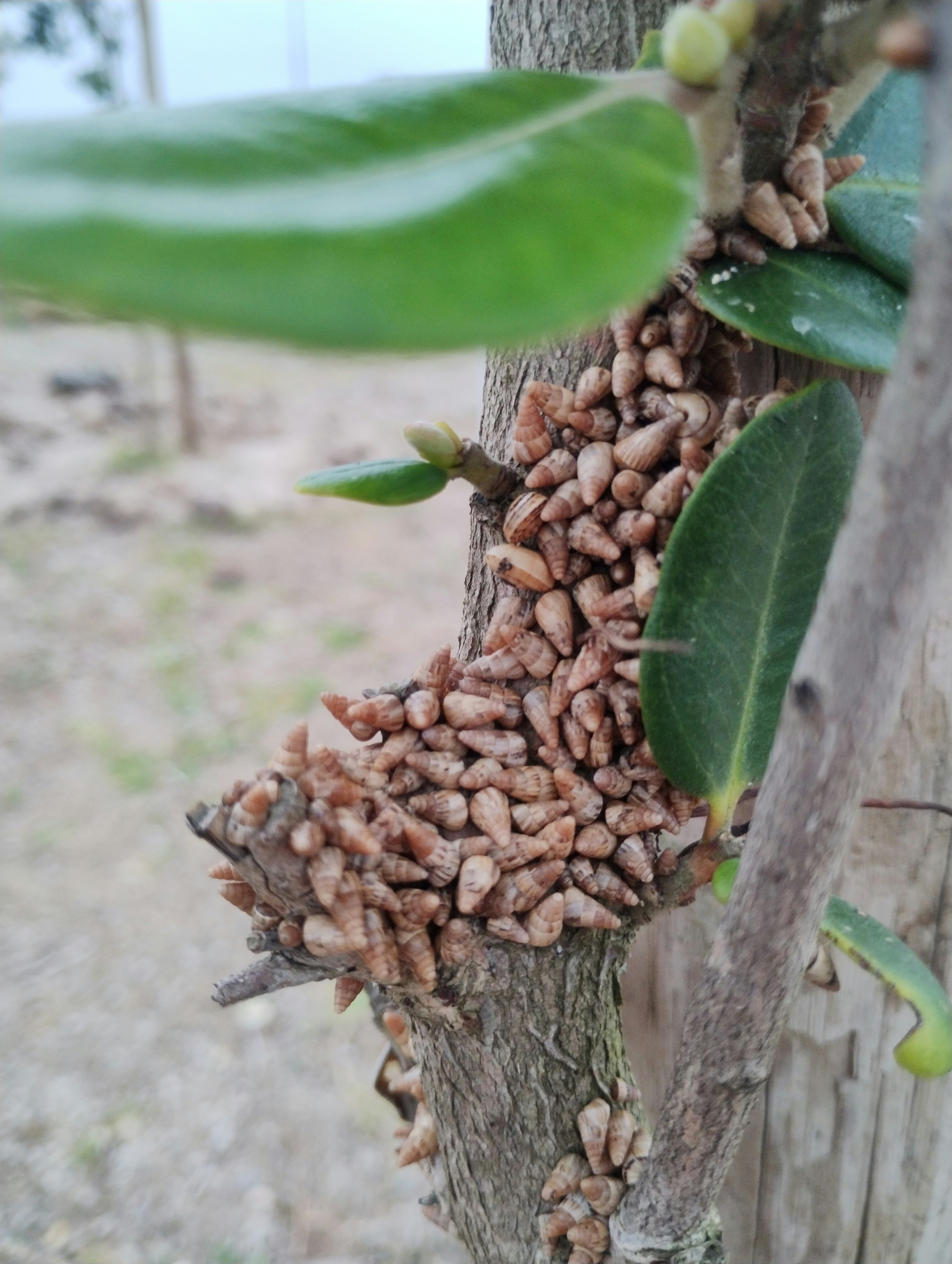 A bunch of nuts hanging from a tree