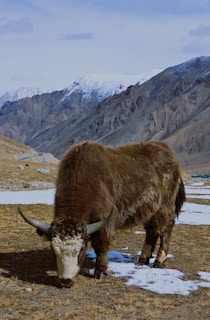 A yak standing in a field with mountains in the background