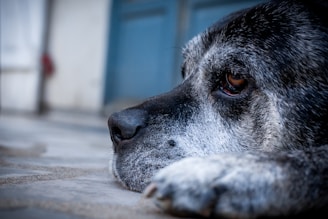 A close up of a dog laying on the ground