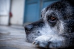 A close up of a dog laying on the ground