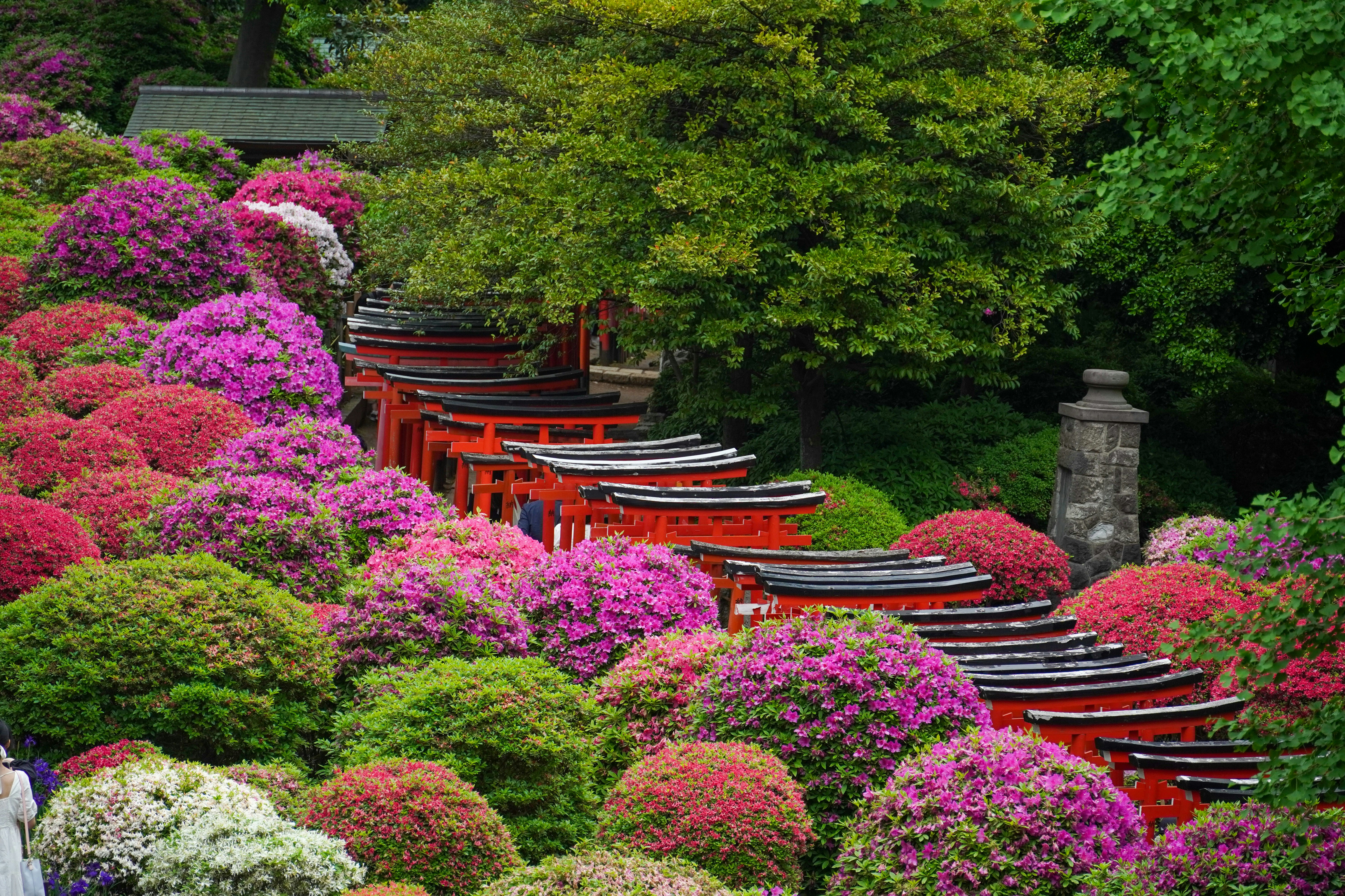 A garden filled with lots of different colored flowers