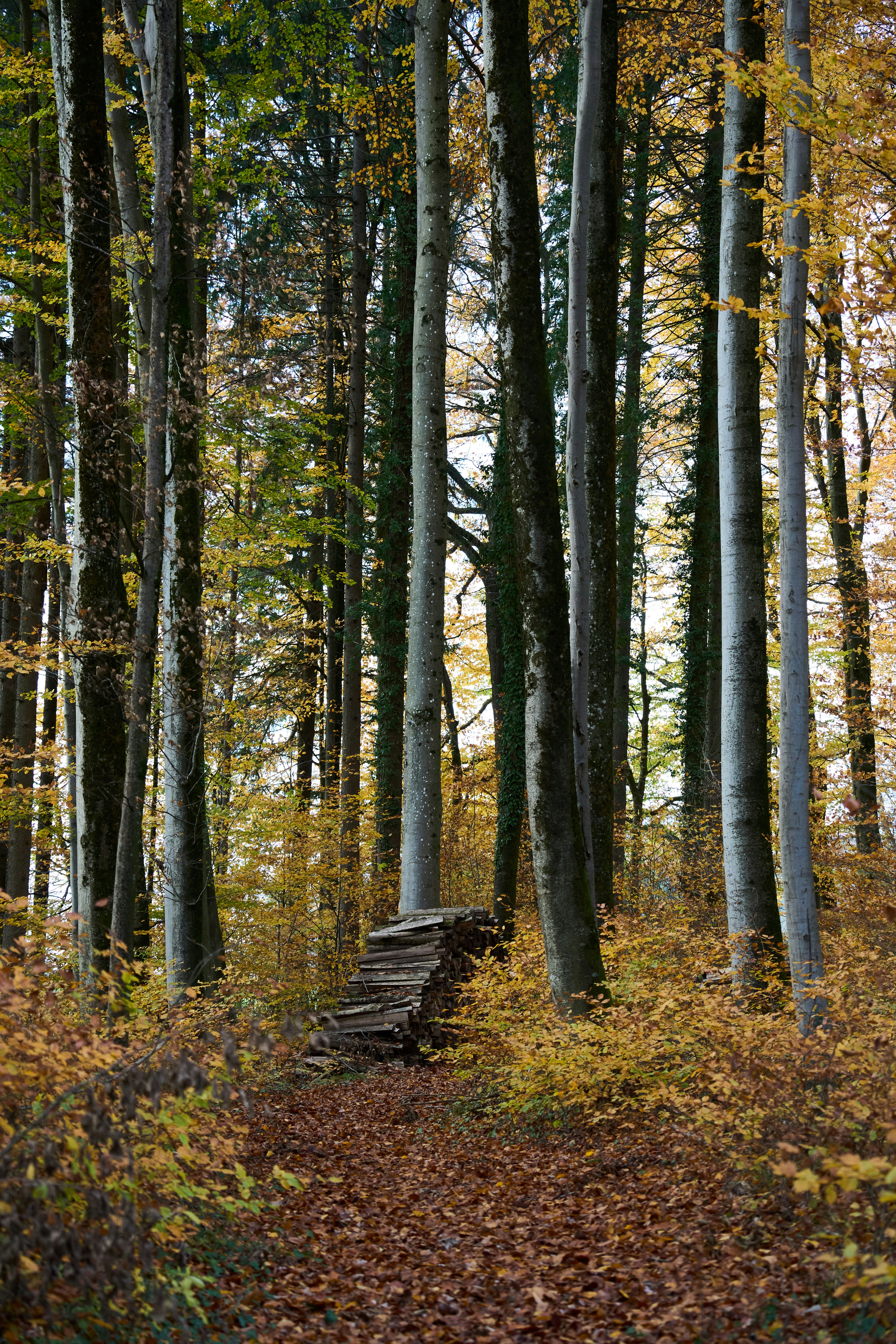 Photo by wolfgang_hasselmann