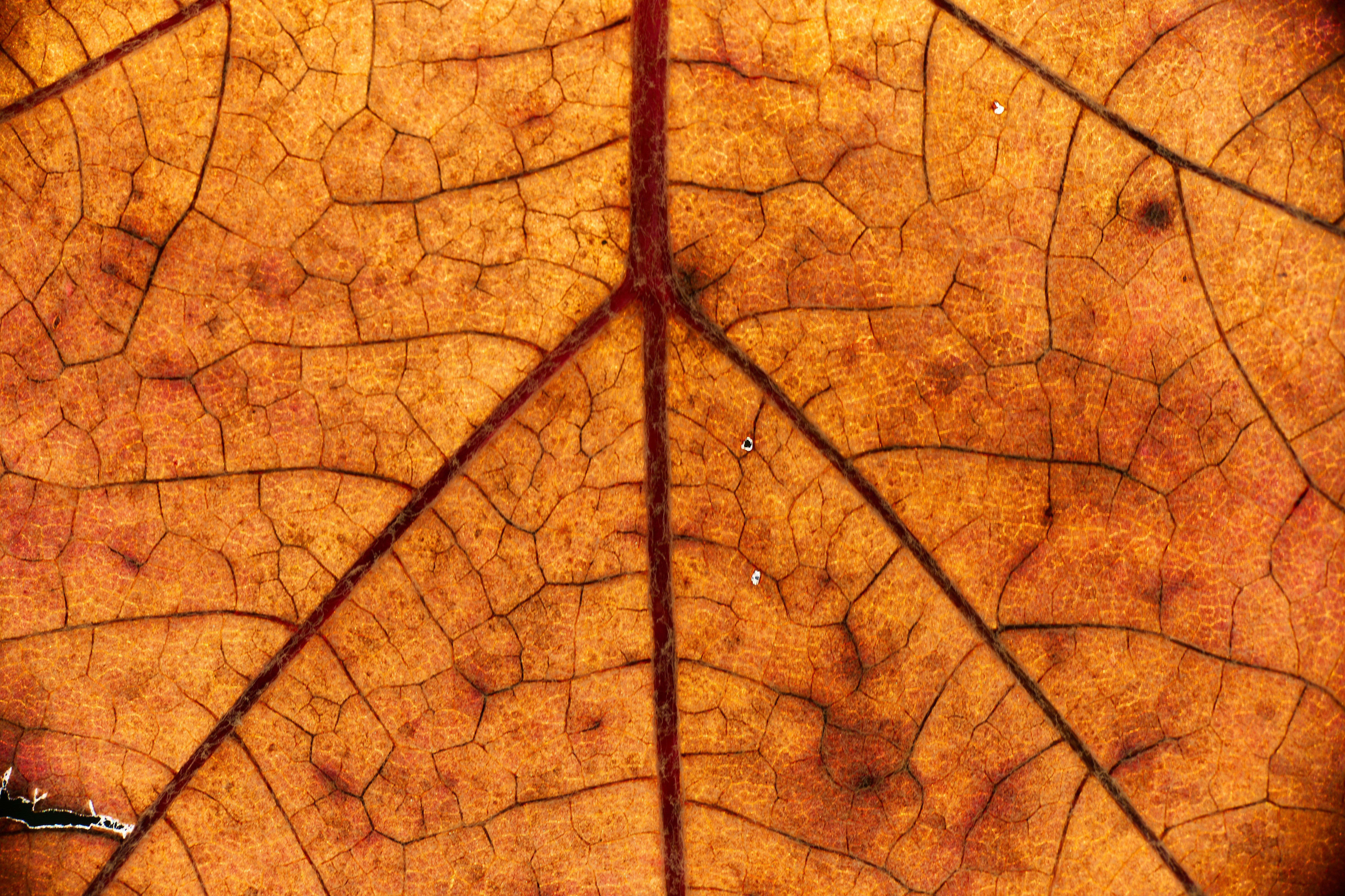 Photo by wolfgang_hasselmann